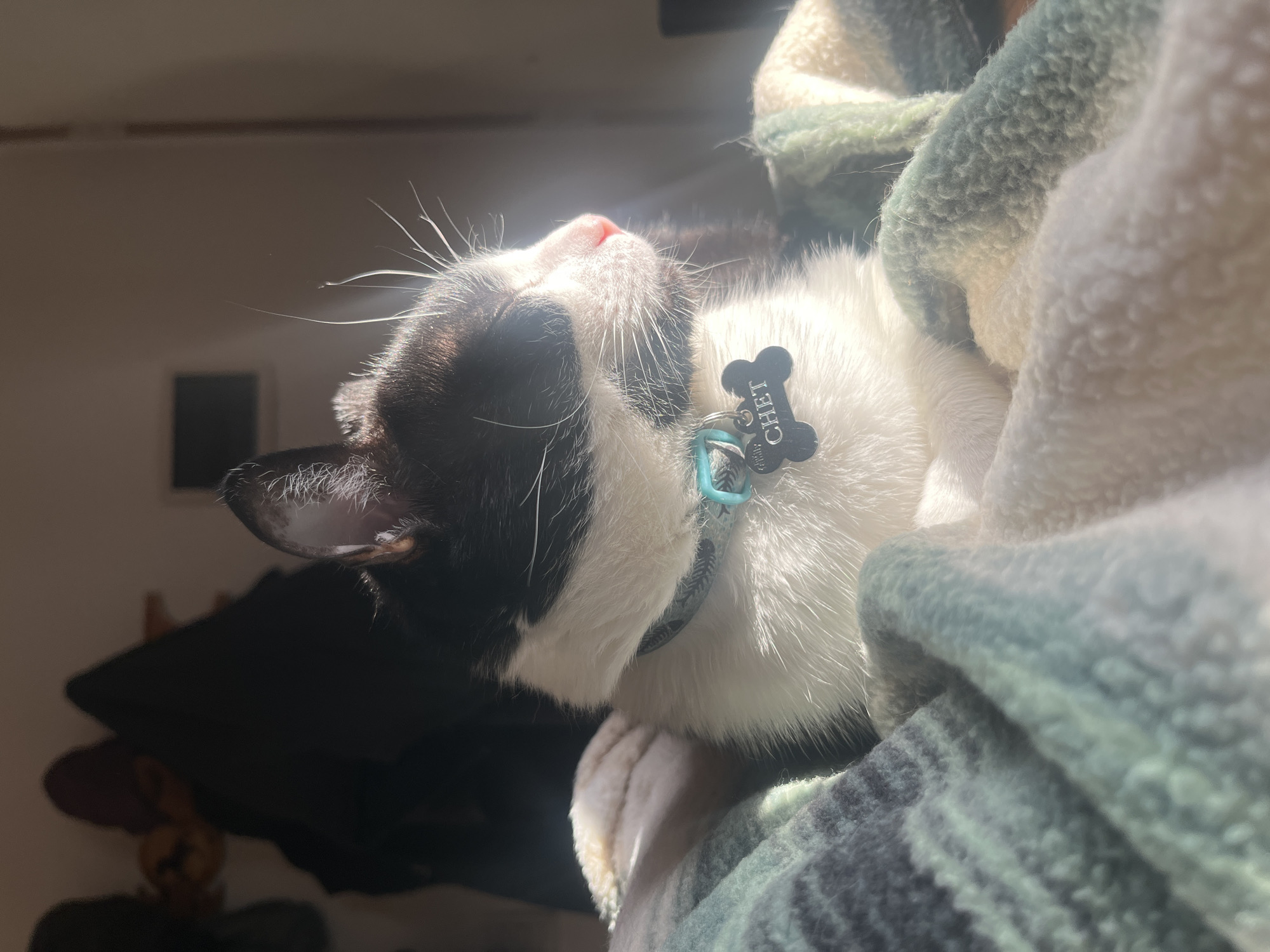A black and white cat named Chet is captured in a close-up, brightly lit image, appearing to be deeply relaxed or asleep. The cat is positioned on its side, with its head tilted upwards, basking in a strong source of light, likely sunlight, streaming in from the left. This illumination highlights its pink nose, long white whiskers, and the white fur on its face and chest. Its eyes are closed or heavily squinted, conveying a sense of peace and contentment.
Chet wears a light blue collar with a subtle pattern, from which a black, bone-shaped identification tag hangs. The name "CHET" is clearly legible in white capital letters on this tag. The cat's fur is a striking contrast of dark black patches, particularly on its head and ears, against significant areas of fluffy white fur. One of its white paws is visible, gently resting on a soft, textured blanket or towel that features a pattern of white and shades of green or teal.
The background is dark and out of focus, suggesting an indoor setting where the cat is enjoying a sunbeam. The overall impression is one of warmth and serenity, depicting a beloved pet in a comfortable, sunlit spot. This peaceful scene could be from a home in Ushuaia, Argentina.
