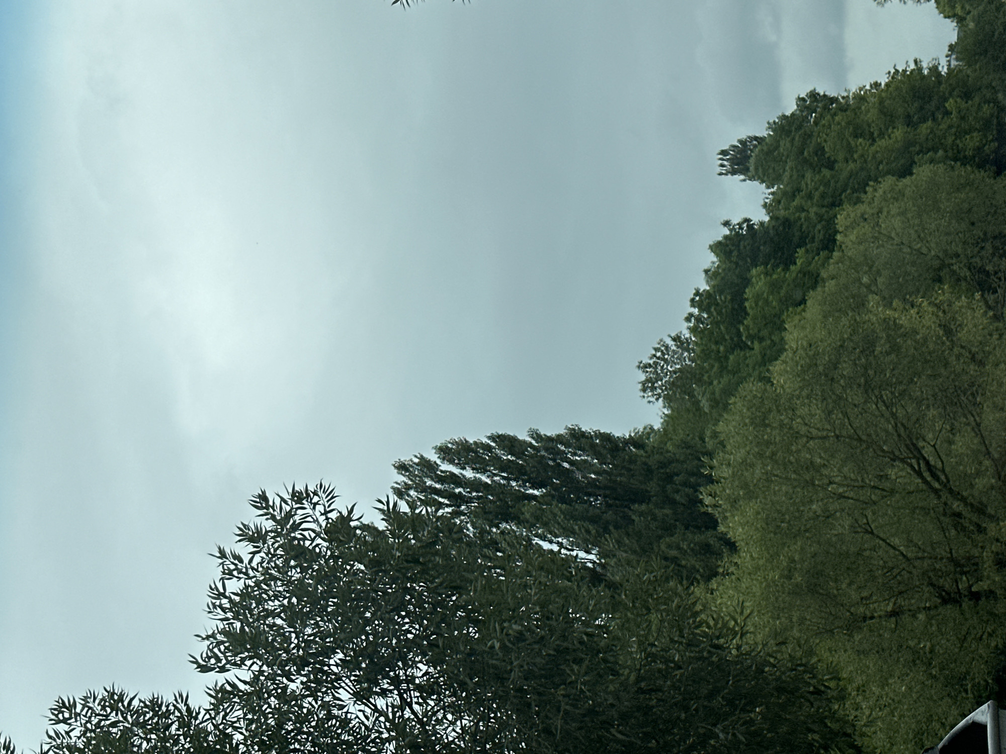 The image depicts a lush green hillside covered with dense foliage and trees against a hazy, overcast sky. In the foreground, on the left, a portion of a light-colored boat or structure is visible. The trees vary in shape and size, with some appearing tall and slender, like Lombardy poplars, while others are broader and more rounded. The overall impression is of a natural, possibly park-like setting on a cloudy day. The location of Makiv, Ukraine, is not explicitly indicated within the visual content of the image itself.