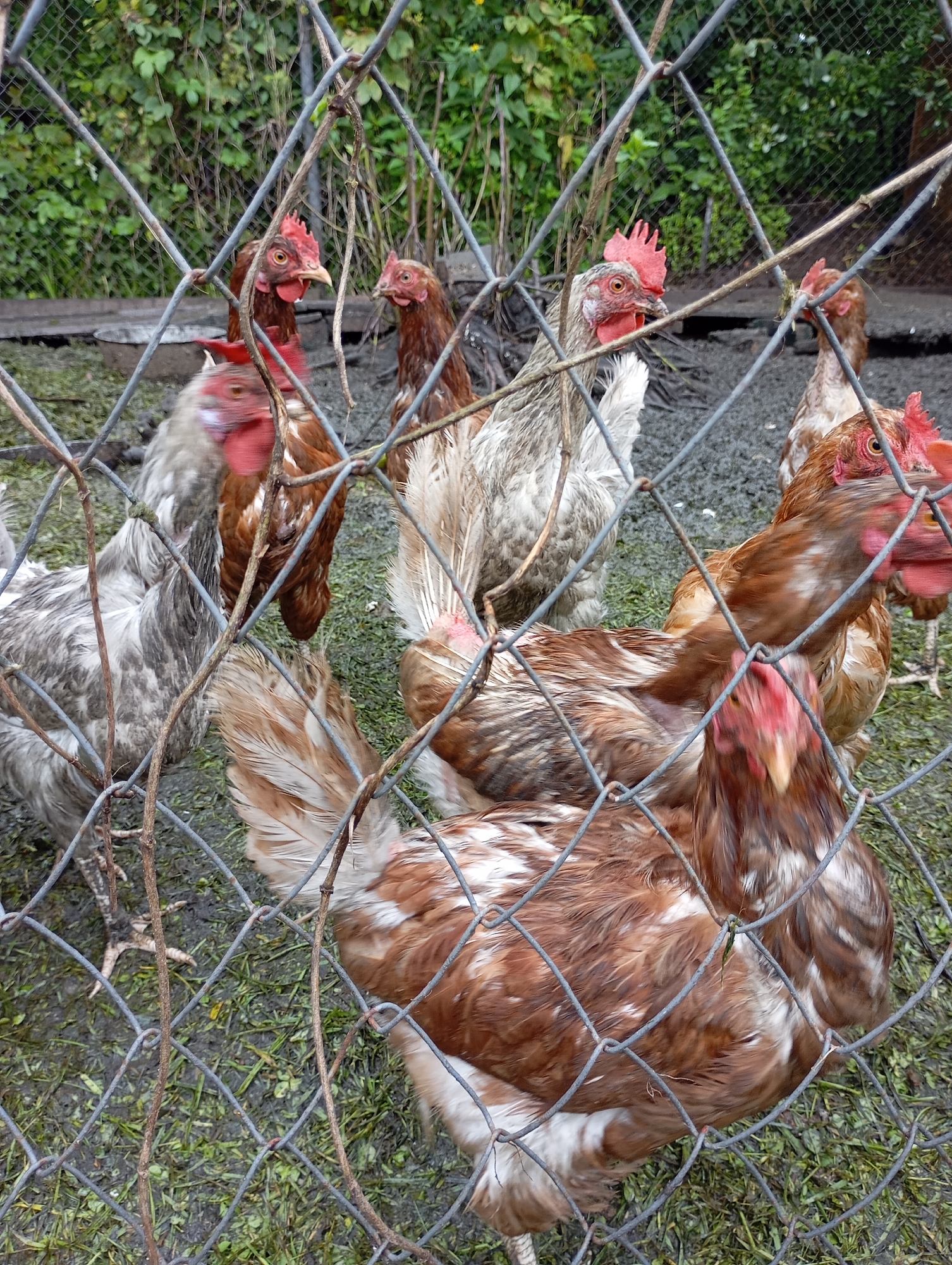 A group of chickens are visible behind a chain-link fence. The chickens have brown, white, and grey plumage. The ground is muddy with patches of green grass. The background consists of green foliage and some wooden structures. The scene appears to be an outdoor enclosure for the chickens. The location is identified as Malyi Bukor, Russia.