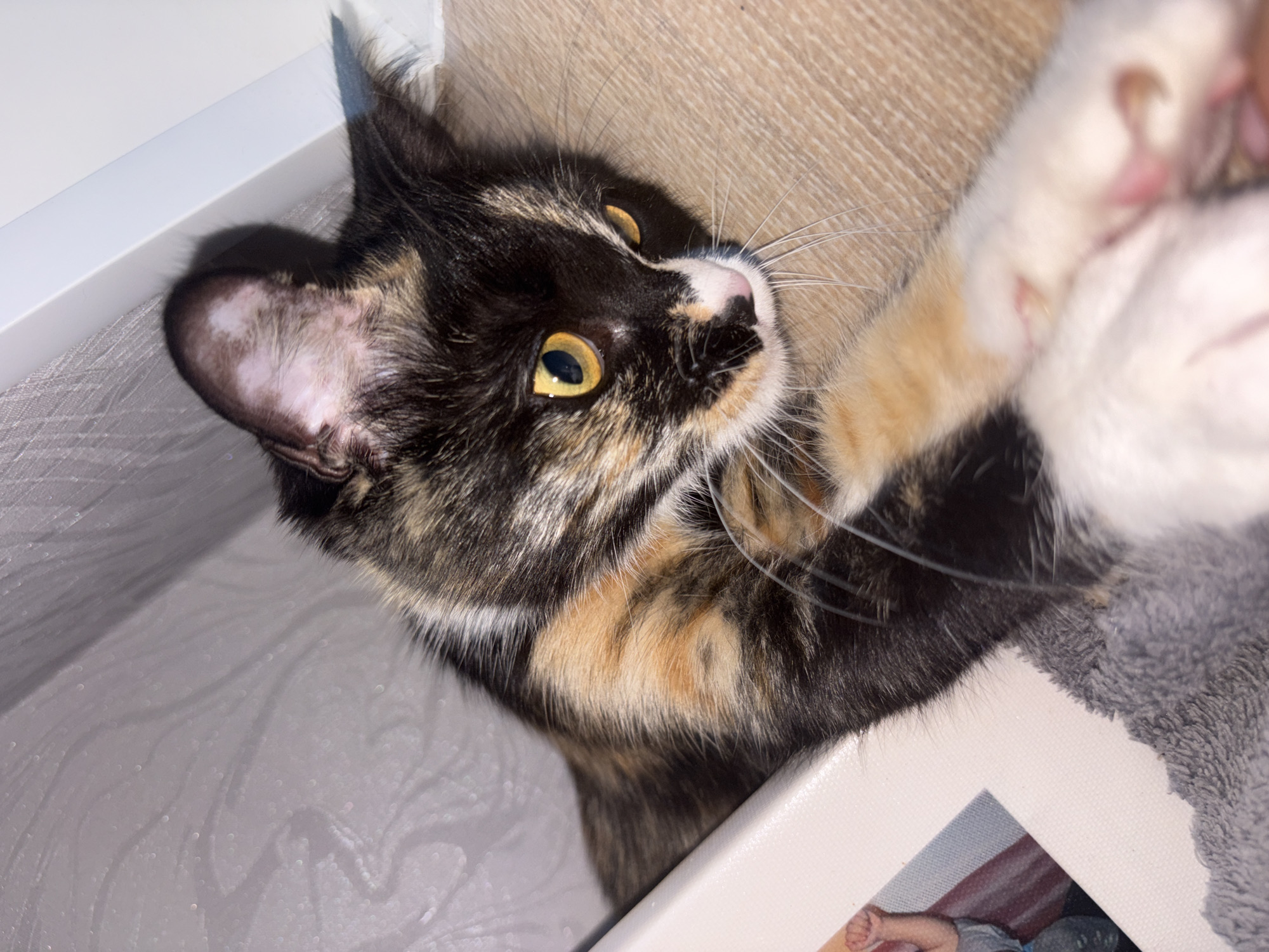 A tortoiseshell cat with striking yellow eyes lies on a textured surface, partially nestled within a light-colored rectangular object. The cat's fur displays a mix of black, orange, and white patches. Its front paws are visible, one of which is extended and appears white with pink toe beans. To the left of the cat, a portion of a framed photograph is visible, showing a child's arm. The background consists of a textured wall and a light-colored surface. The scene is dimly lit, creating soft shadows. The location is not specified within the image.