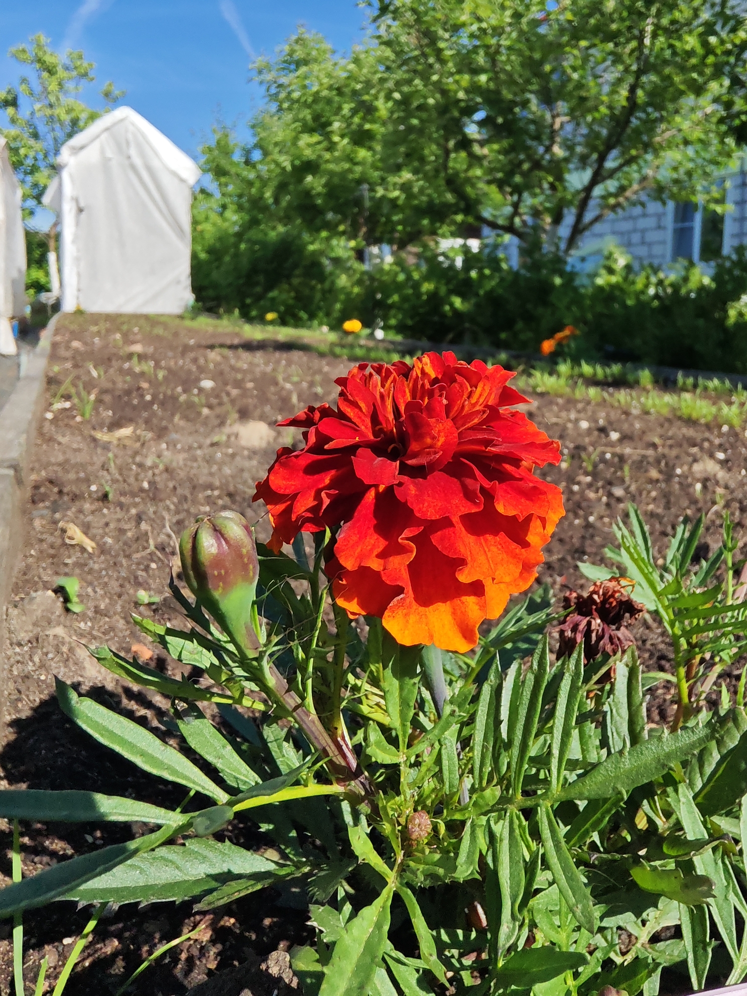 The image captures a vibrant red and orange flower, possibly a marigold, in a garden setting. The flower is in full bloom, with an unopened bud nearby. The surrounding foliage is green, with some evidence of dead or decaying plant matter. The garden bed is tilled soil. In the background, there is a white structure resembling a tent or shed, surrounded by greenery, including trees and shrubs. Further in the background, a brick building with windows is visible. The sky is blue with contrails.
Although the image is from Rybolovo, Russia, that cannot be explicitly derived from visual elements. There is insufficient information to determine time, other than it is likely daytime, nor are there interactions to describe.