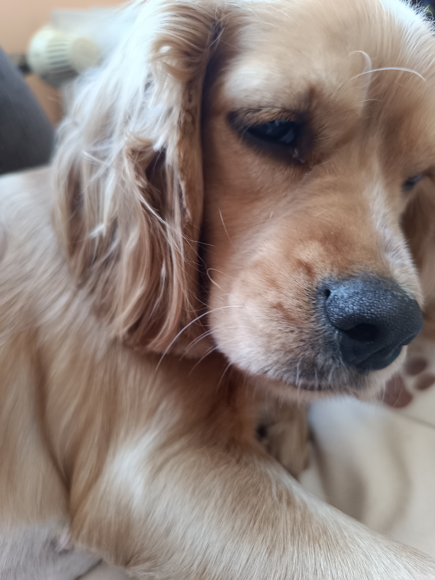 A close-up, high-angle shot captures a light-colored dog, likely a Cocker Spaniel or similar breed, resting indoors in Pleven, Bulgaria. The dog's head and upper body dominate the frame, with a shallow depth of field blurring the background. Its fur is a mix of golden, light brown, and creamy tones, appearing soft and slightly wavy, particularly around its long ears and neck.
The dog's large, black nose with visible texture is prominent in the foreground, surrounded by light brown fur and delicate white whiskers. One eye is partially visible, appearing dark and slightly closed, suggesting a calm or sleepy state. The expression is serene and relaxed.
In the blurred background, an indistinct light-colored object with a grille pattern, possibly a fan or part of a heater, can be seen, along with darker, amorphous shapes. The lighting is soft, indicating an indoor environment, possibly a home. No text is visible in the image. The overall mood is peaceful and intimate, focusing on the dog's gentle features.