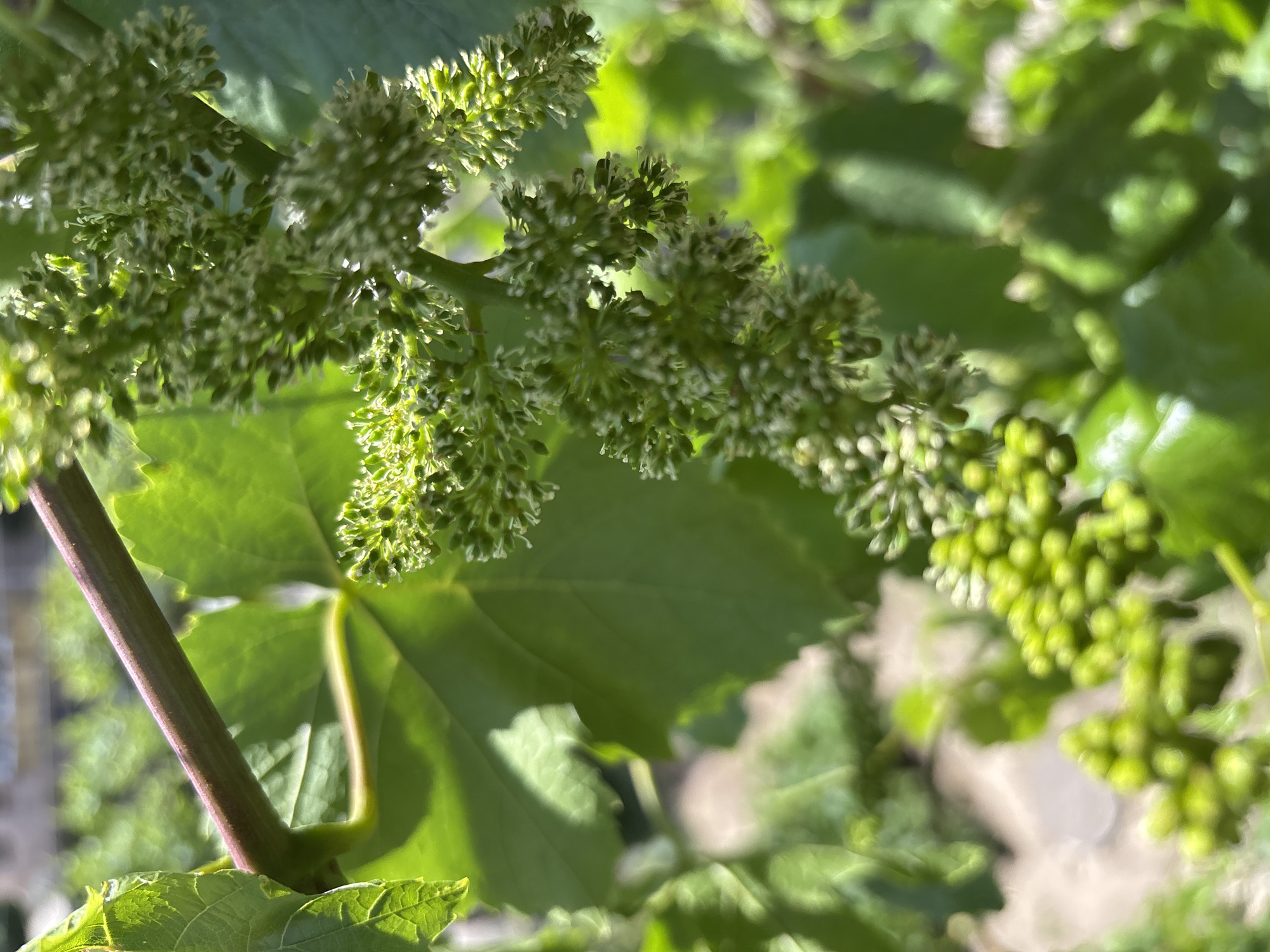 A close-up of a grapevine branch and leaves in an outdoor setting. Some of the flower clusters are in bloom. Some grapes are forming. The leaves are green. There is a stem visible in the lower left. The location is Vagharshapat, Armenia.