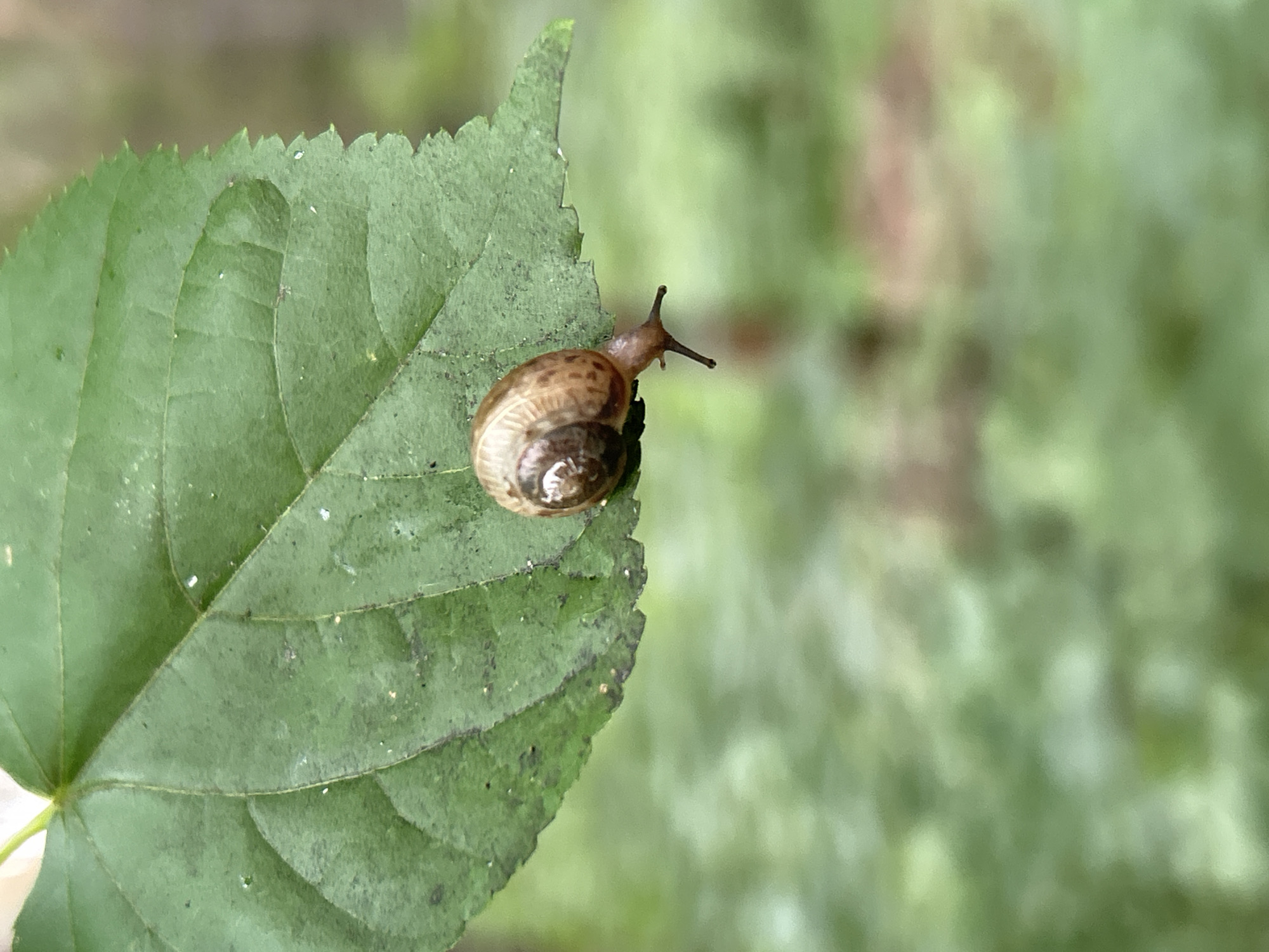 A small snail is crawling on a green leaf. The snail's shell is brown and spiral-shaped. The snail's body is a lighter brown color and it has two antennae extended. The leaf is a large, veined green leaf with a serrated edge. The background is blurred and appears to be out of focus foliage, suggesting an outdoor natural environment. The image is a close-up shot, focusing on the snail and the leaf. No people or buildings are visible. The location is not specified within the image itself.