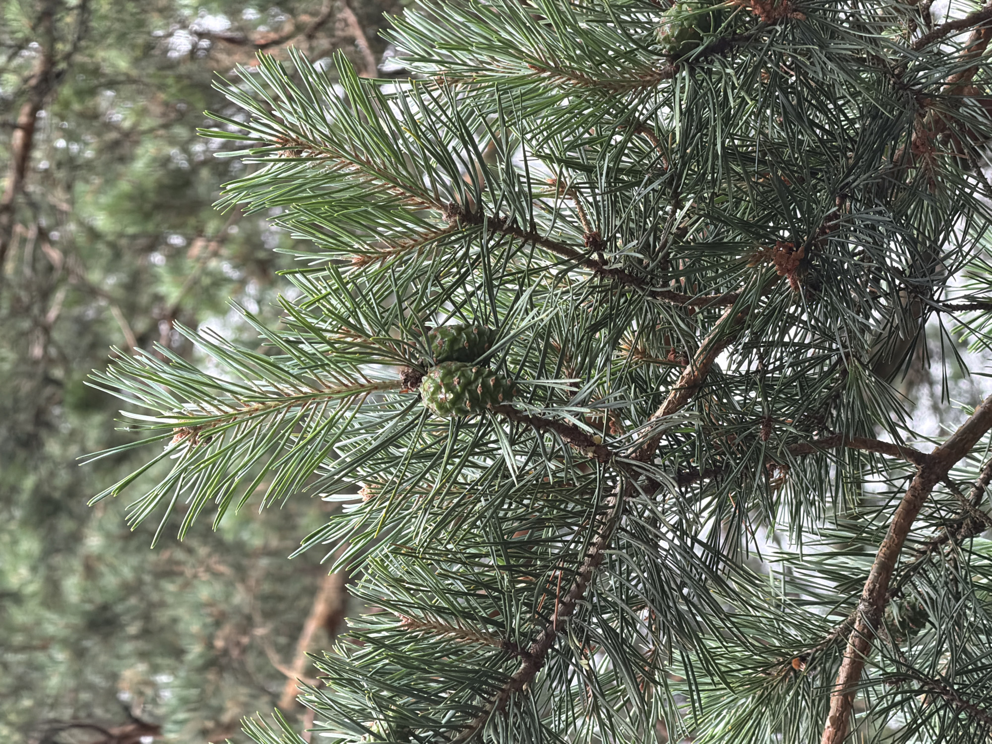 This is a close-up, eye-level shot of a pine tree branch with several green pinecones and needles. The branch is oriented horizontally, with several smaller branches extending upwards and to the right. The pinecones are small and conical, with visible scales. The needles are long, thin, and clustered densely along the branches. The background is out of focus, showing a blur of green and brown, suggesting more trees or foliage. The lighting appears natural and diffused, with no harsh shadows. The image was taken in the city of Ulbroka, Latvia. There are no people, animals, or any signs of human activity in the frame.