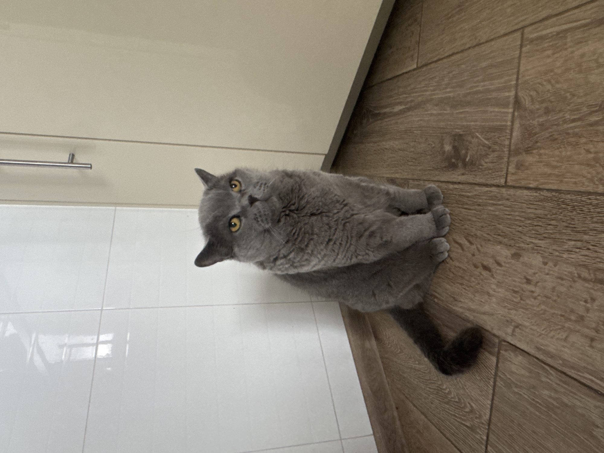 A grey British Shorthair cat sits on a wooden floor in a corner. The cat is facing to the right of the frame with its head turned towards the viewer. The background consists of a white tiled wall on the left and a beige cabinet on the right. The floor is made of light brown wooden planks. The scene appears to be indoors, likely in a kitchen or utility area, as suggested by the tiled wall and cabinet. The location of Sovkhoza imeni Lenina, Russia, is not discernible from the image itself.