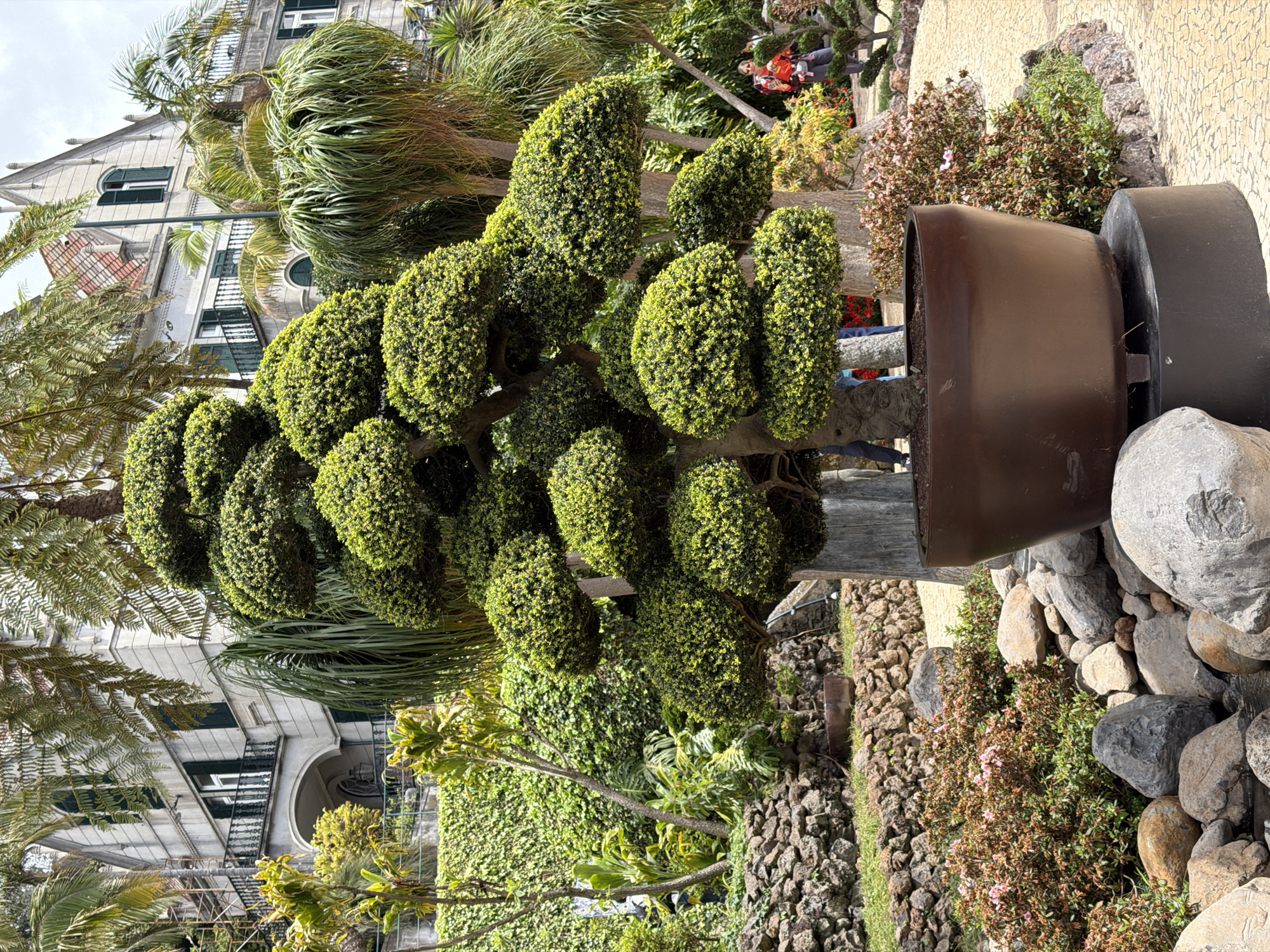 The image shows a large, multi-tiered topiary tree in a dark brown pot, situated within a landscaped area. The tree's foliage is dense and rounded. The pot is resting on a base of rocks. Behind the tree is a building with multiple stories and arched windows. Palm trees and other greenery surround the building. The landscaped area also includes other plants and a stone wall. The photo was taken in Funchal, Portugal.