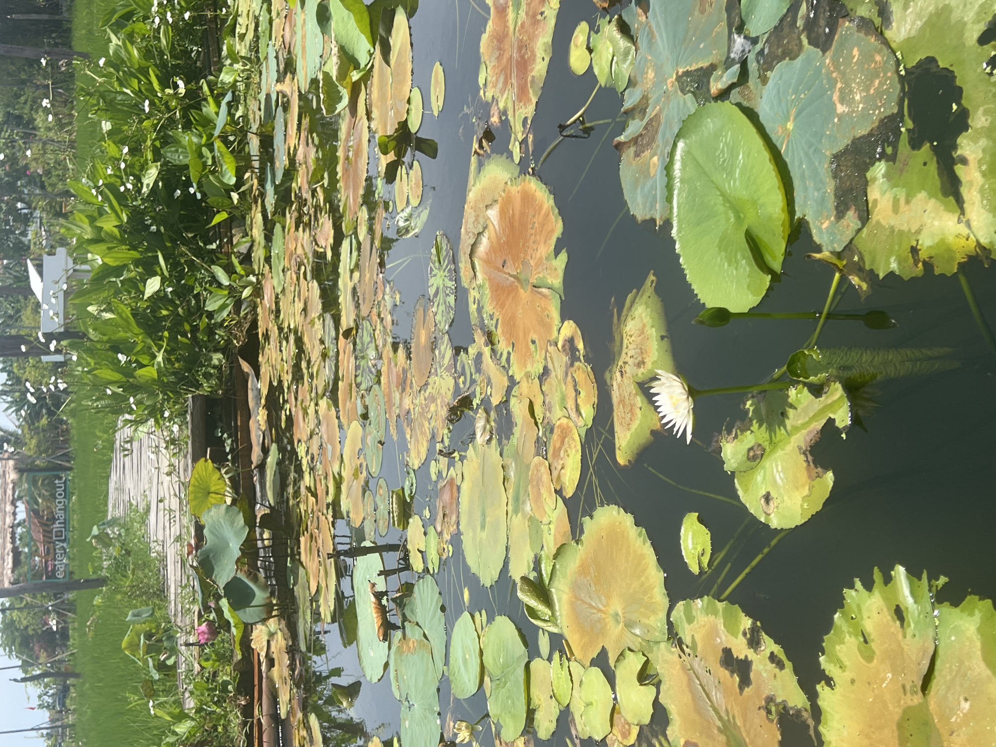 The image captures a serene water pond adorned with numerous lily pads, some lush green and others displaying a spectrum of yellow and brown hues, indicating the transition of seasons. A single white lotus flower stands out, its delicate petals unfurling towards the sun, accompanied by a tightly closed bud. The pond is surrounded by vibrant green foliage, with reeds and other aquatic plants growing along its edges. In the background, a rustic wooden walkway meanders through the scene, leading towards a thatched-roof structure. A sign on the walkway reads "eatery hangout." The overall setting suggests a tranquil natural environment, likely a garden or a park within the picturesque city of Hoi An, Vietnam, known for its ancient town and surrounding rice paddies. The lighting indicates it is daytime, with the sun casting gentle shadows on the water. There are no people visible in the frame, emphasizing the peaceful solitude of the location.