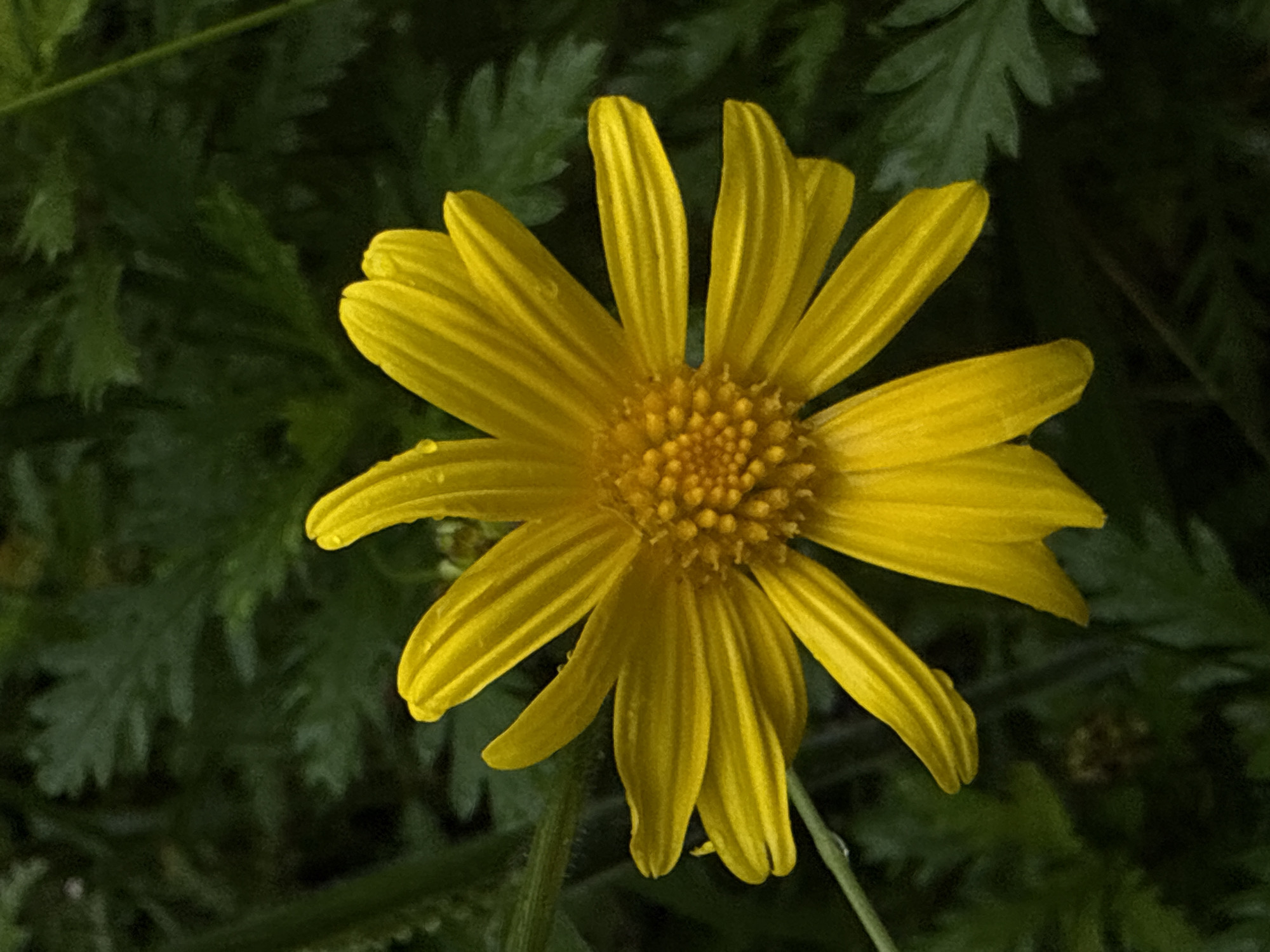A bright yellow flower with multiple petals stands out against a dark green, leafy background. The flower's center is a cluster of smaller, textured yellow florets. Tiny water droplets are visible on some of the petals, suggesting recent rain or dew. The composition is a close-up, focusing on the details of the flower and its immediate surroundings. The scene is likely found in a natural setting, such as a garden or park in Da Lat, Vietnam, known for its lush vegetation and flower cultivation.