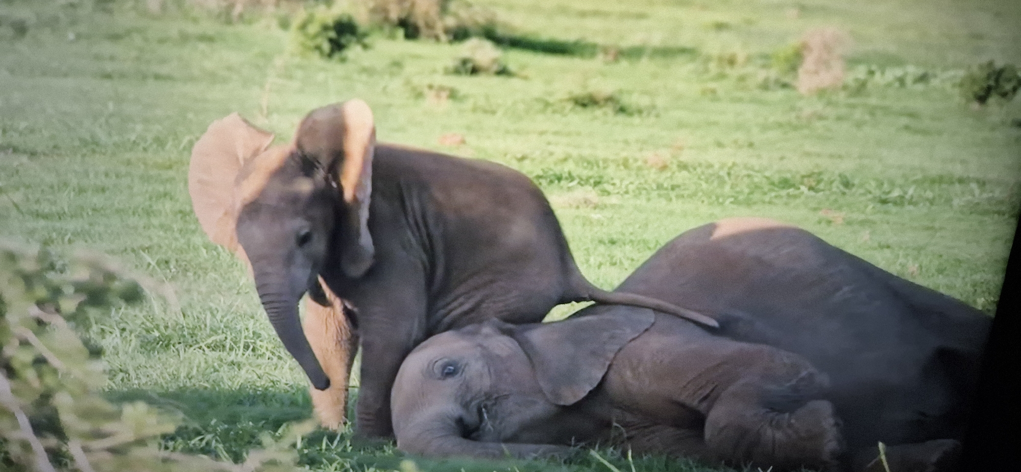 Two baby elephants are on a grassy field. One elephant is lying on its side, and the other is standing and leaning over it. The elephants are dark gray with large ears and small tusks. The background is a blurry green field with some bushes. The image appears to be taken in natural light.