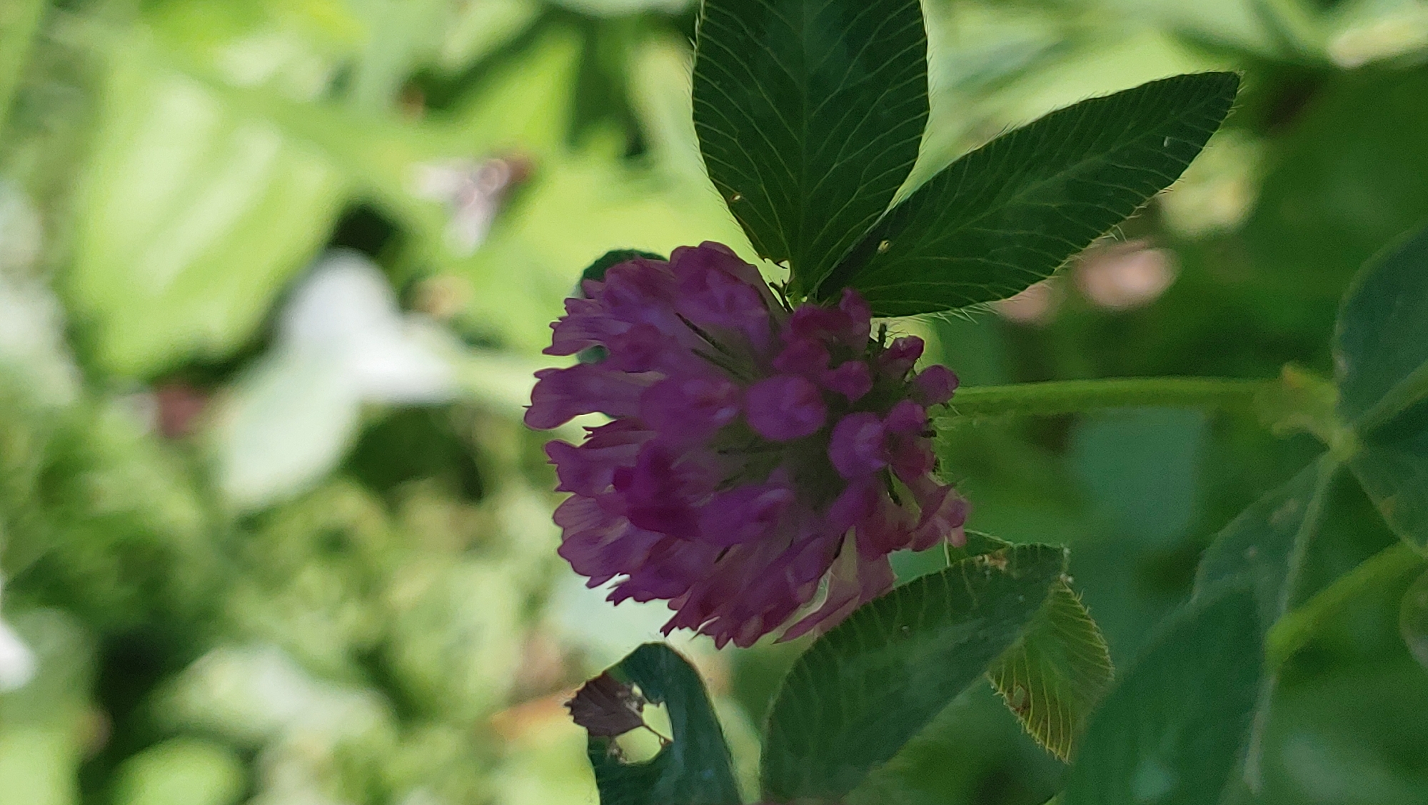A close-up, vertically oriented, medium-shot photograph captures a vibrant purple clover bloom amidst lush green foliage. The clover's intricate, clustered petals are sharply in focus, showcasing their delicate texture. Several dark green leaves, also in focus, surround the bloom, with one leaf in the lower left displaying a small, irregular hole. The background is softly blurred, revealing a dappled pattern of light and shadow on more green leaves, suggesting an outdoor environment. No people or specific landmarks of Mukachevo, Ukraine, are discernible in the image. The scene appears to be a natural, possibly garden or park, setting on a bright day.