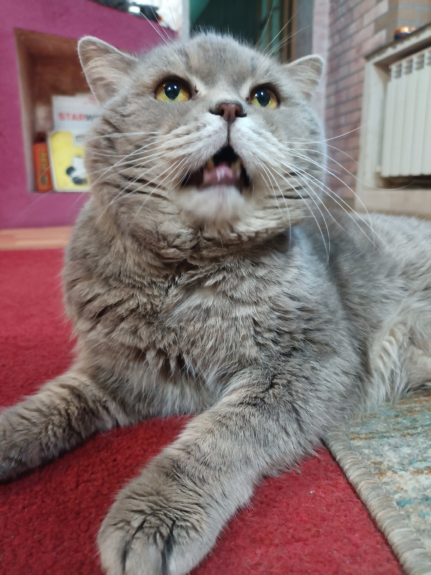 An eye-level, medium shot captures a fluffy British Shorthair cat lying on a red carpet with its mouth open as if it is meowing. The cat has yellow eyes, a pink nose, and gray fur with lighter grey stripes. The cat's left paw is visible in the foreground, and its right paw is partially visible. In the background, a bookshelf with books can be seen to the left, and a radiator and a brick wall are visible to the right. The image does not contain any information about the city of Bataysk, Russia, or its specific location within the city.