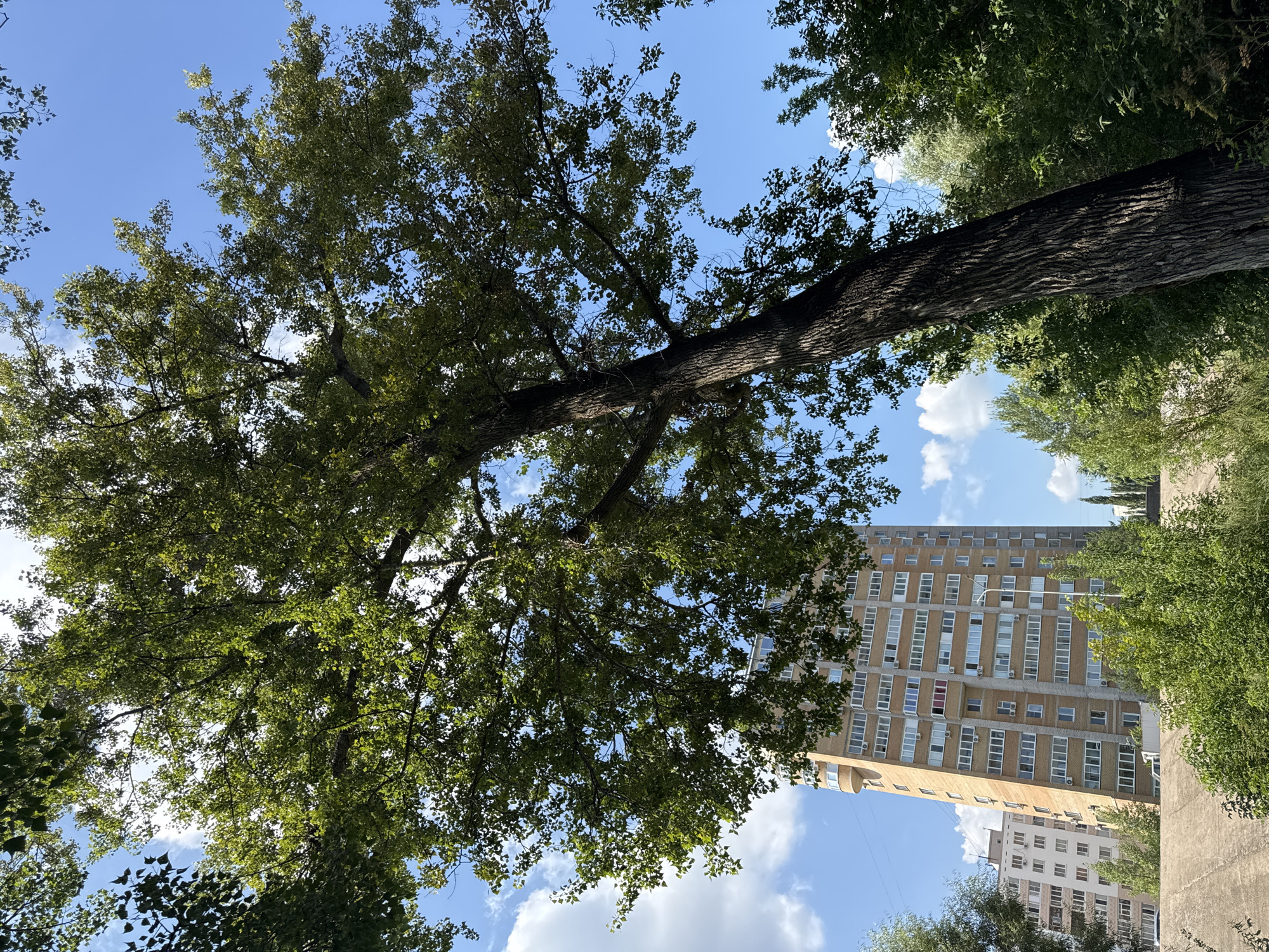 In the city of Ufa, Russia, on a clear day with blue skies and scattered white clouds, a tall, mature tree with dense green foliage dominates the foreground. The tree trunk is thick and textured with dark bark. To the left of the tree, a multi-story apartment building with a light-colored facade and numerous windows is visible. Further in the background, another apartment building of similar height can be seen. Green trees and vegetation surround the buildings, creating a sense of an urban park or residential area. The perspective is from a low angle, looking upwards towards the tree and buildings.