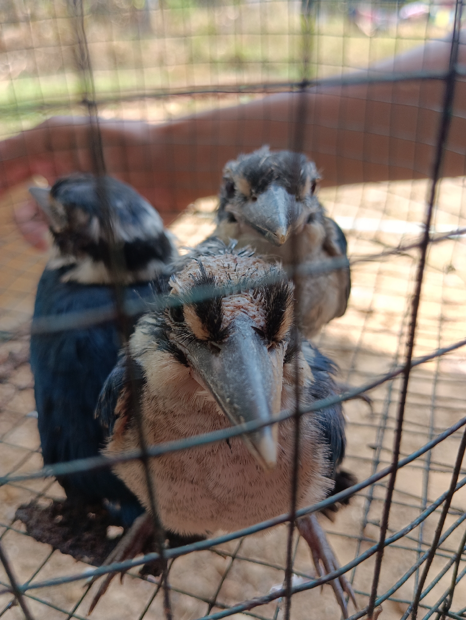 Three juvenile birds with grey and brown plumage are in a wire enclosure. The bird in the foreground is facing the camera, with its head down and eyes closed. Its beak is long and pointed. Behind it, to the left, is another bird with dark blue and black feathers, facing left. To the right and slightly behind, another bird with grey and brown feathers is visible, also facing left. The background is blurred and appears to be outdoors, possibly in a natural or semi-natural setting. The scene is located in Pematang Jaya, Indonesia.