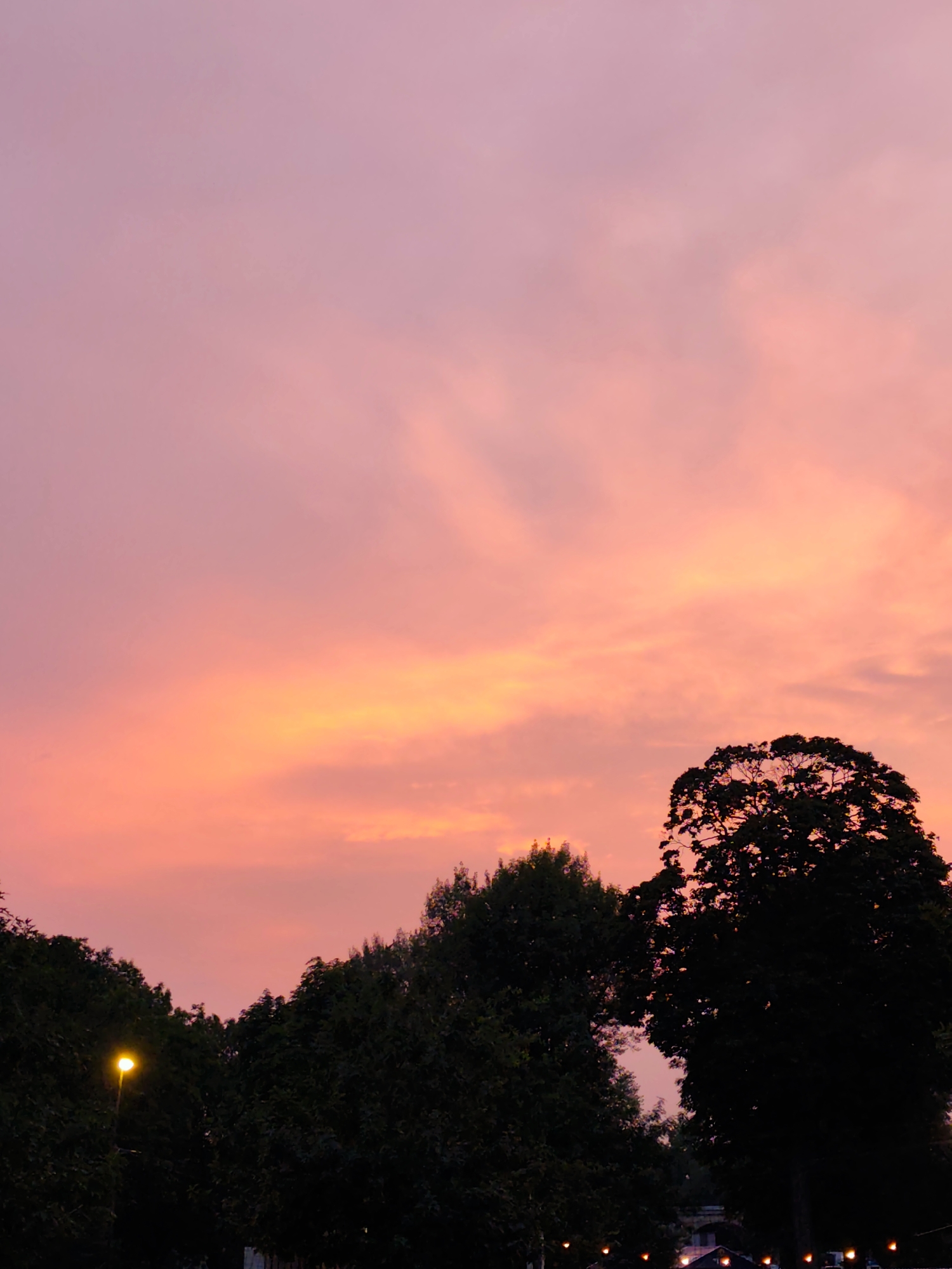 The image depicts a twilight sky with hues of pink and orange, indicative of sunset or sunrise. Silhouetted against the sky are the dark shapes of trees, one of which is a large, mature tree with a dense canopy on the right side of the frame. On the left side, a single street lamp emits a warm yellow light. The lower portion of the image shows more dark foliage, suggesting a park or treeline within an urban environment. There are no people or specific landmarks visible that would definitively place the scene in Prague, Czechia. The setting appears to be outdoors in an area with significant tree cover and urban lighting.