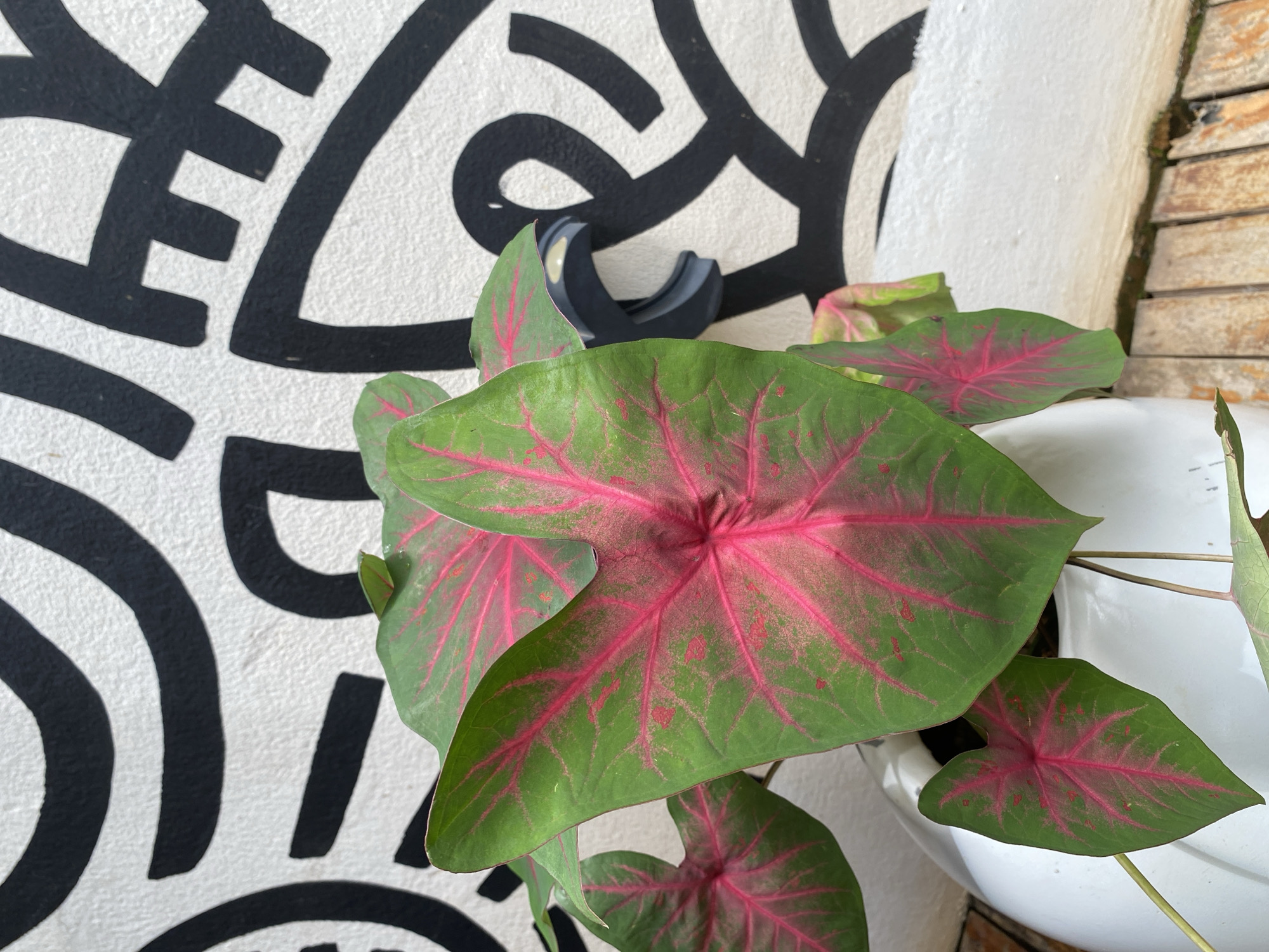 In Jos, Nigeria, a white ceramic pot filled with a caladium plant sits on a wooden surface. The plant's heart-shaped leaves are vibrant green with striking pink veins and splotches. Behind the plant, a white wall is decorated with a large, bold, black abstract mural. A small, dark gray plastic object, possibly a clip or holder, is attached to the wall near the plant. The lighting suggests it is daytime.