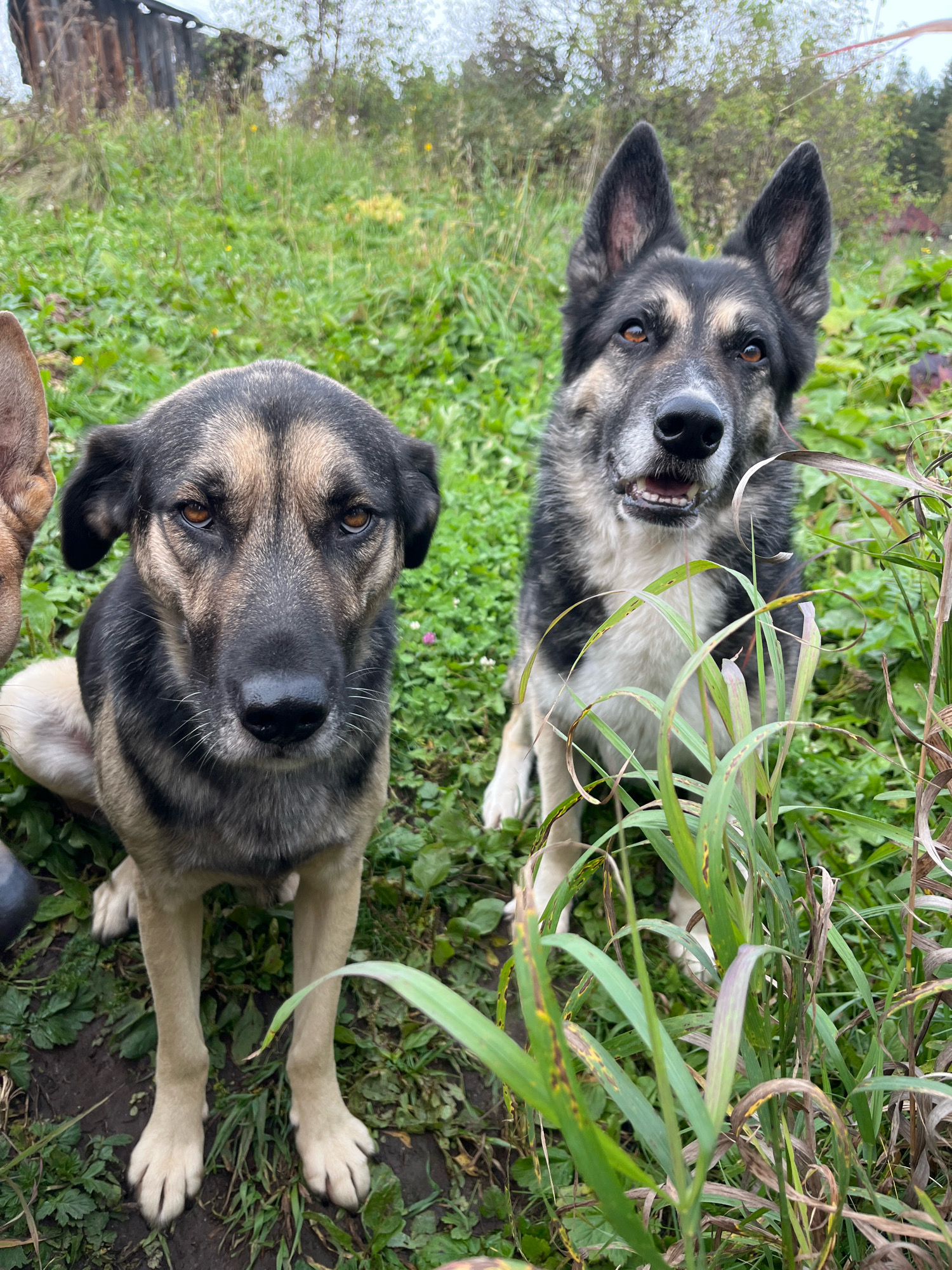 Two dogs are visible in an outdoor setting with tall green grass and some fallen leaves on the ground. The dog in the foreground is looking directly at the camera with a neutral expression. It has dark fur on its head and back, with lighter brown fur on its face and chest. The dog in the background is also looking at the camera and appears to be a German Shepherd. It has black, gray, and tan fur. A wooden structure, possibly a shed or an old building, is visible in the background, along with trees and vegetation. The sky is overcast. The scene is likely located in a rural or semi-rural area. There is no indication of the city of Nizhny Tagil, Russia in the image.