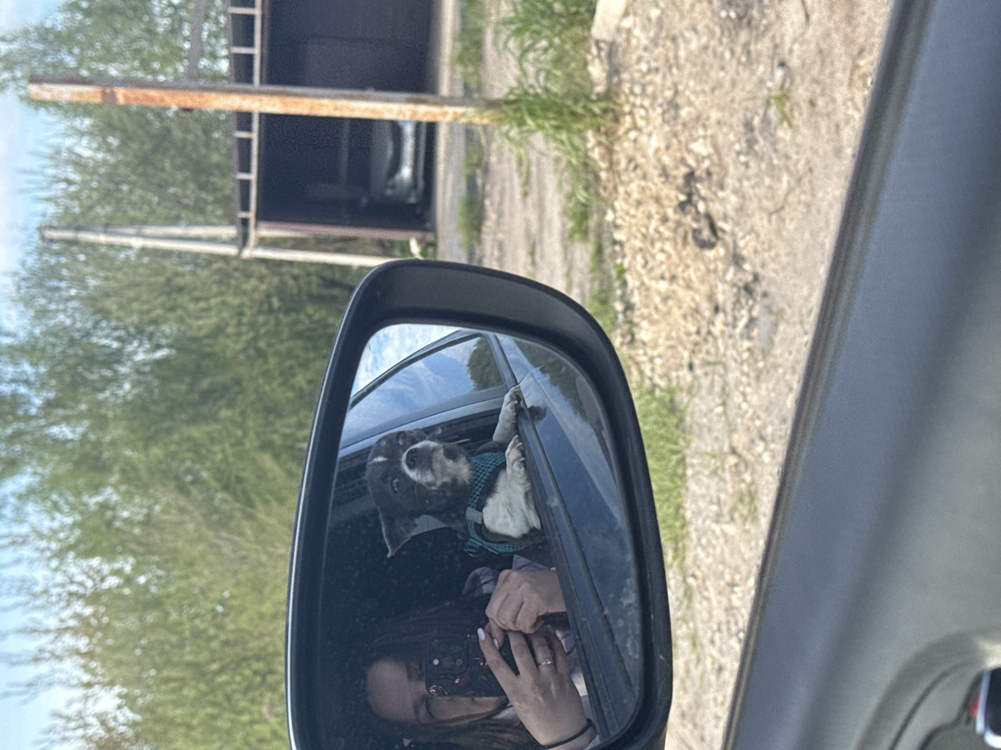 The image shows a car's side mirror, reflecting a person taking a photo with their phone. The reflection also shows a dog with its paws resting on the car window. The background visible through the mirror and outside the car includes trees, vegetation, and a building-like structure. The location is Новинки, Russia.