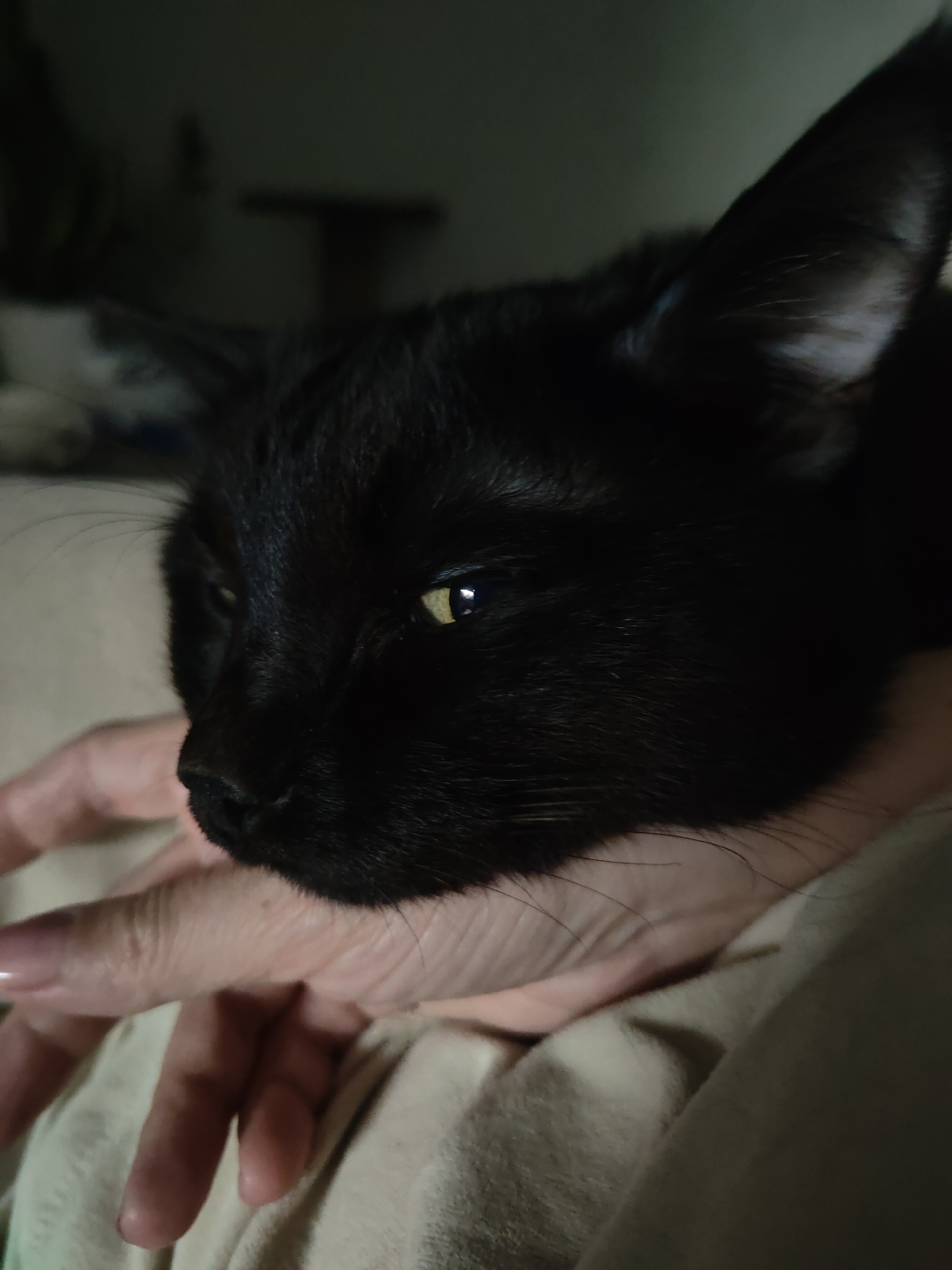 A close-up shot shows a black cat resting its head on a human hand. The cat's face is the primary focus, with its yellowish eyes barely visible. The hand is supporting the cat's head. The scene is dimly lit. There's bedding visible in the foreground and background. The location or details regarding Chaikovsky, Russia, are not discernible from the image.