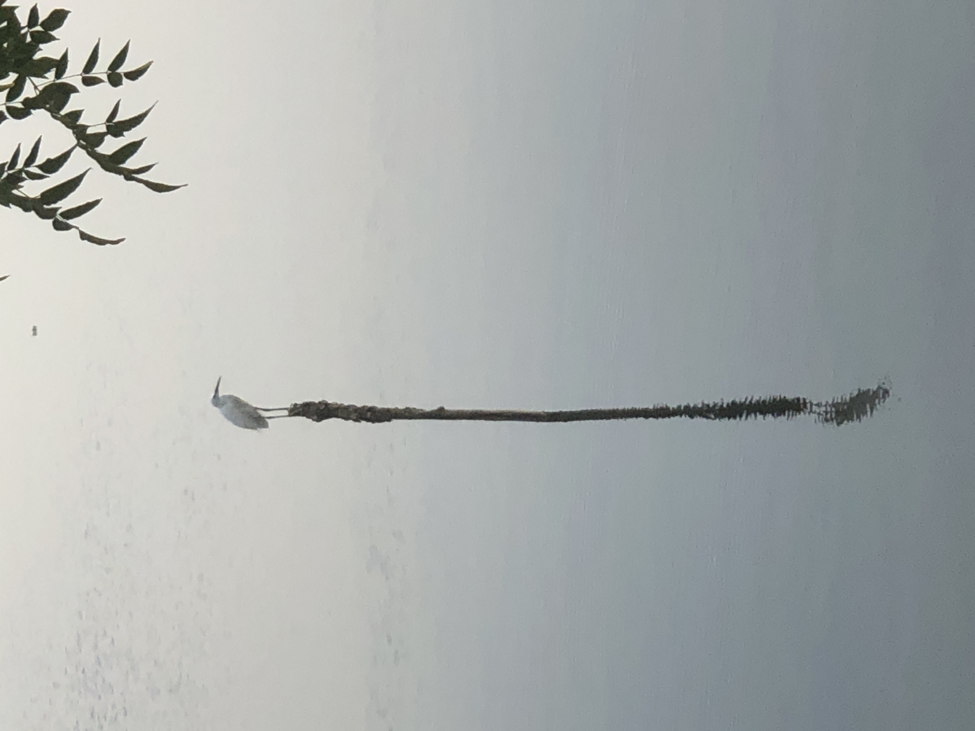 A solitary white egret stands atop a thin, vertical wooden pole in the center of the frame. The egret is positioned to the left of the pole, facing left with its beak pointed downwards. Its reflection is clearly visible in the calm, light gray water below, creating a symmetrical image. The water appears still, with subtle ripples or texture on its surface. In the upper right corner of the image, the dark green leaves and branches of a tree hang over the water, partially obscuring the pale gray sky. The overall atmosphere is muted and serene. This scene could plausibly be found in an area with water bodies and vegetation near Lhokseumawe, Indonesia, such as a park, reservoir, or coastal mangrove area.