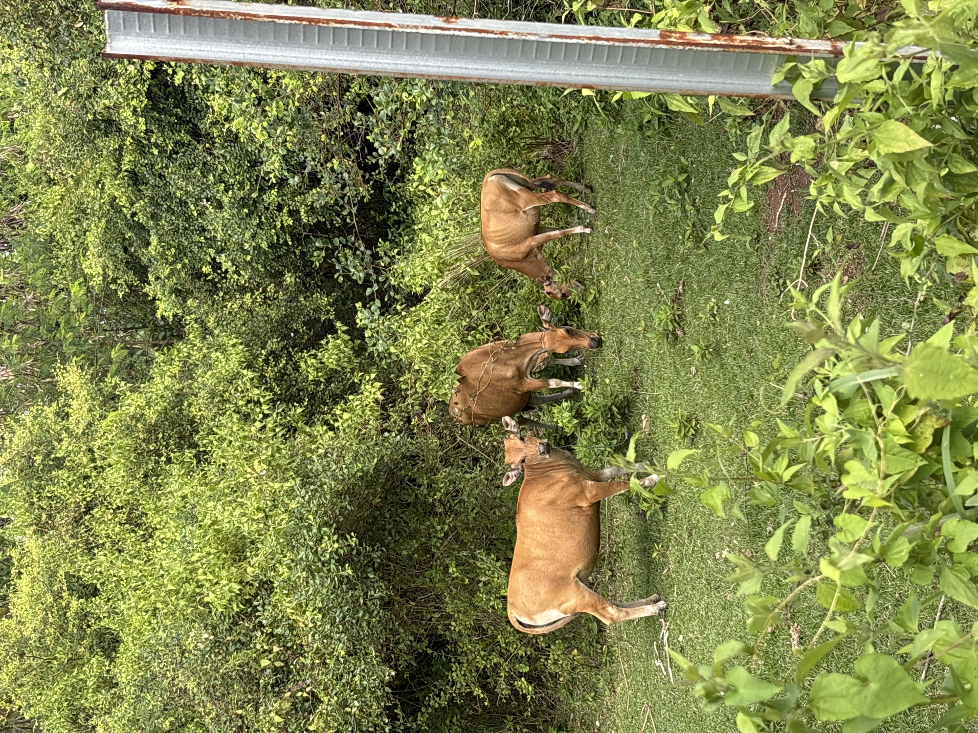 Three brown cattle are resting on a grassy area in Kuta Selatan, Indonesia. The cattle are lying down in different positions. The area is surrounded by lush green vegetation. A metal beam is visible in the upper part of the frame.