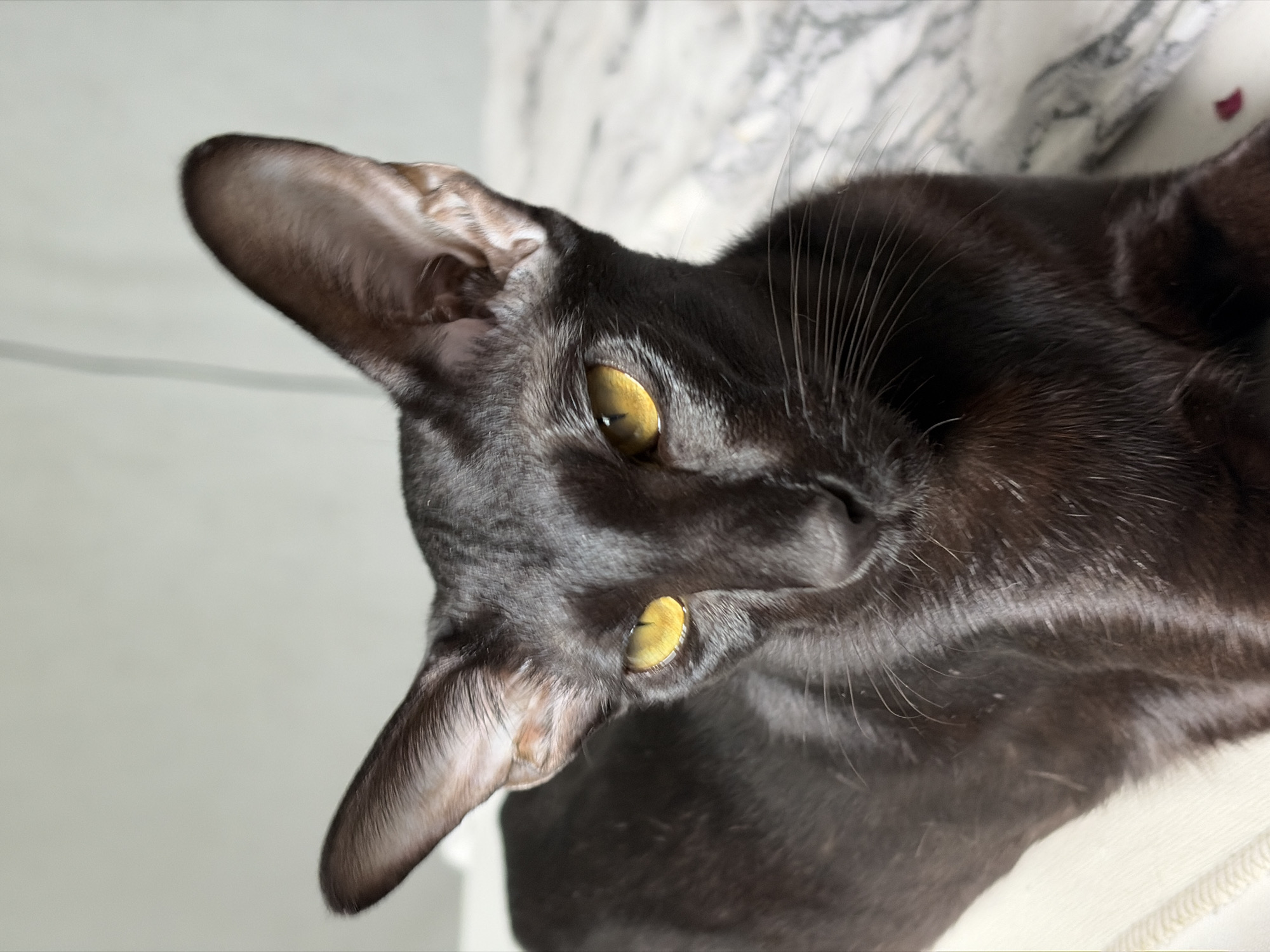A close-up, head-and-shoulders shot shows a black Oriental Shorthair cat with large, pointed ears and luminous yellow eyes. The cat is positioned slightly off-center to the left of the frame. Its fur appears sleek and glossy, reflecting the light. The background consists of a soft, blurred texture that appears to be bedding, with a lighter, neutral tone on the left and a patterned surface on the right. The lighting is soft and diffused, highlighting the cat's features. The image is a still photograph taken indoors. No specific location in the city of Chaikovsky, Russia is discernible from the image.