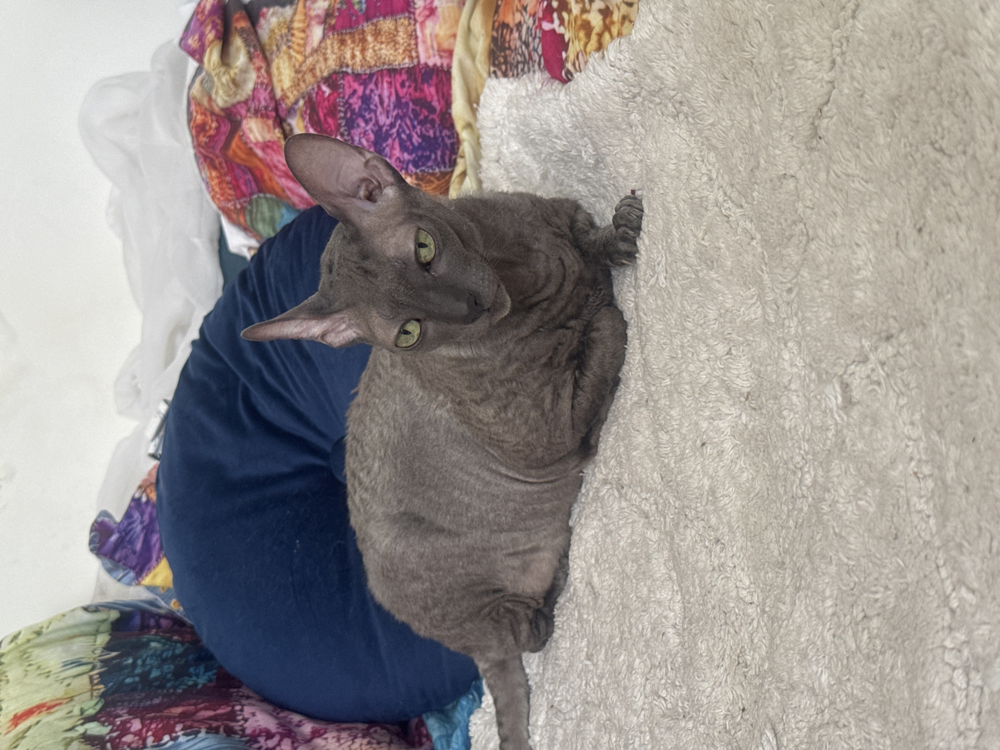 A grey, curly-haired cat with large ears and green eyes lies on a fluffy white blanket. Behind the cat are several pillows and brightly colored fabrics, including a dark blue pillow and a patterned quilt. The cat is positioned on the right side of the frame, facing left. The background suggests an indoor domestic setting. There is no discernible indication of the city of Ramat Gan, Israel.