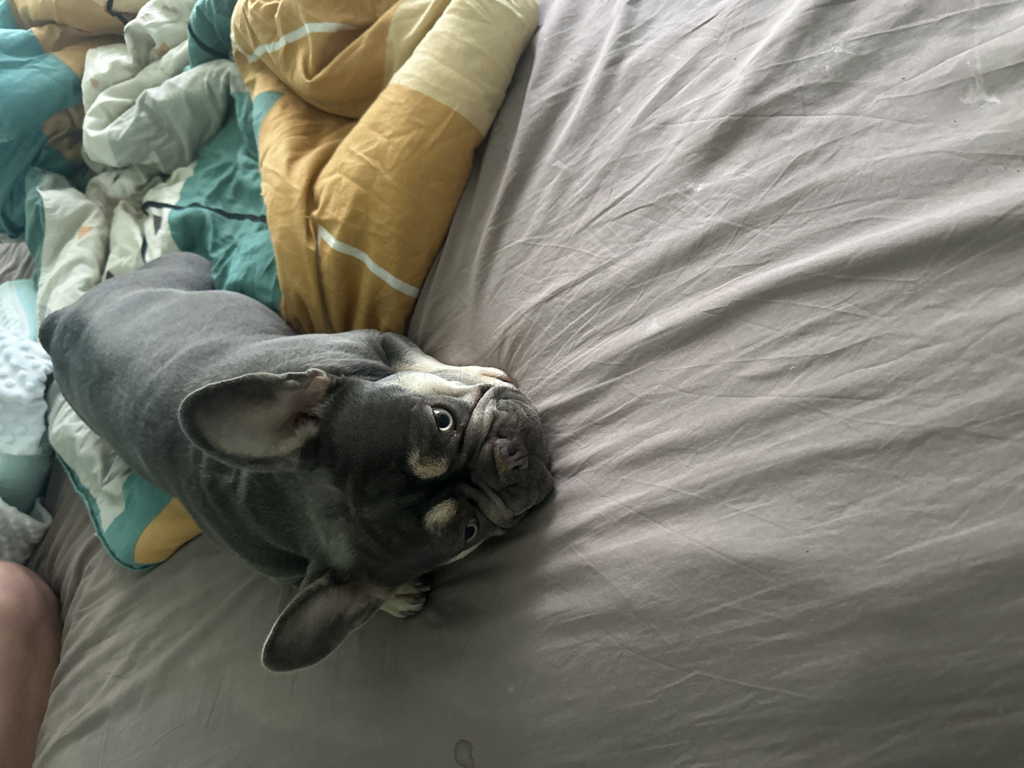 An adult, gray French bulldog with tan markings on its face and chest lies on a bed with rumpled brown sheets. The dog is positioned on its belly, with its head resting on its paws, facing the camera. Its eyes are open and directed forward, and its ears are perked up. In the background, a person's legs are visible, and a comforter with a pattern of yellow, teal, and white is partially visible. The scene appears to be indoors, likely in a bedroom.