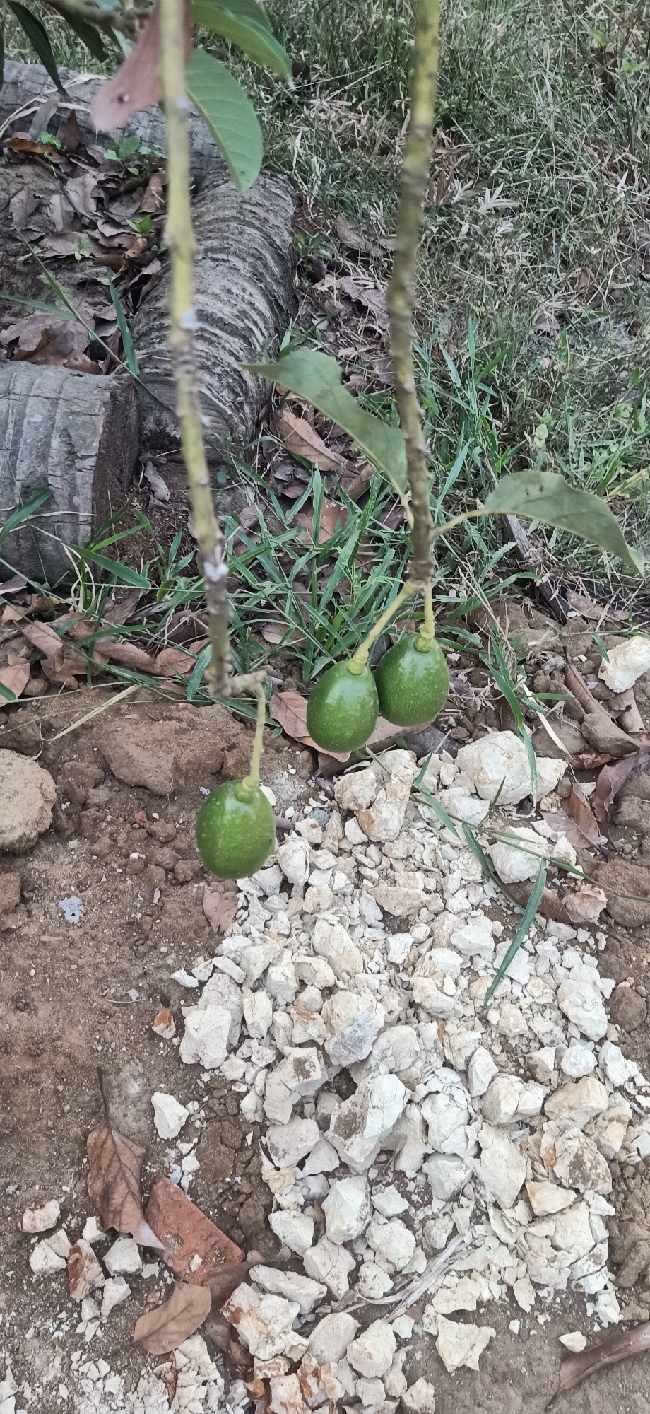 The image depicts a young avocado tree with several small, green avocados growing on its branches. The tree is situated outdoors, with its base surrounded by dry soil, scattered white rocks, and dried leaves. In the background, there is grass and a large, rough-barked log. The overall impression is of a natural, somewhat unkempt environment, possibly a garden or rural setting. There are no people visible in the image, and no actions or interactions are taking place. The scene is static and focuses solely on the plant and its immediate surroundings.