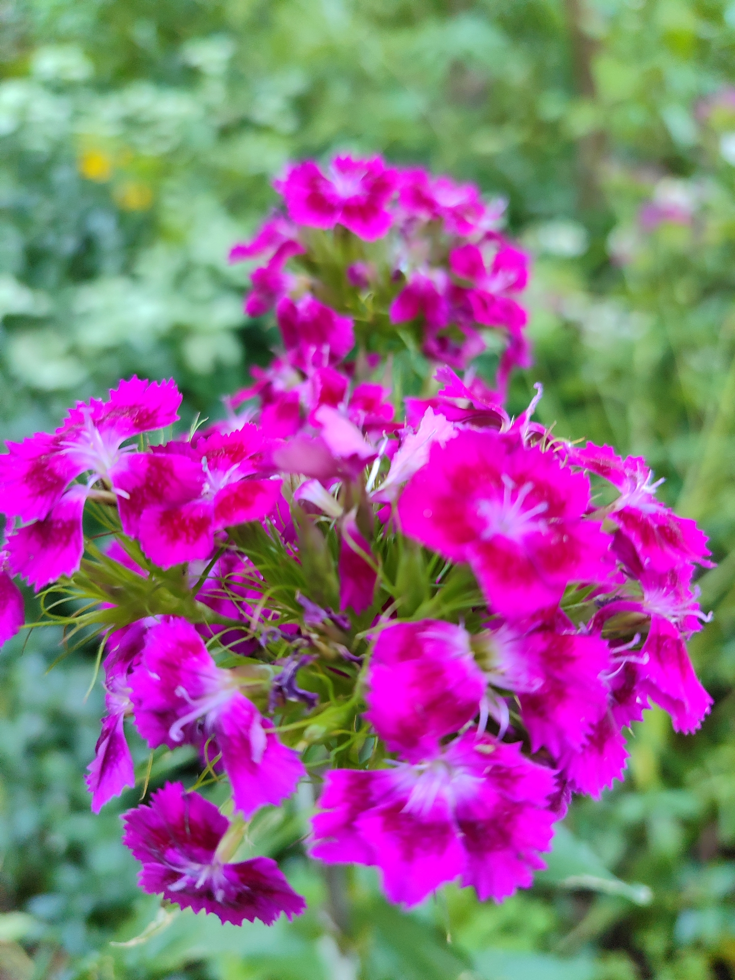 A cluster of bright pink flowers with serrated petals is in sharp focus in the foreground. The flowers have a lighter pink or white center and dark pink markings near the base of each petal. Thin green stems and calyxes are visible beneath the blossoms. The background is a soft, out-of-focus blur of green foliage, suggesting an outdoor garden setting. There are hints of lighter green and yellow patches in the bokeh. The image was taken in the city of Saint Petersburg, Russia.