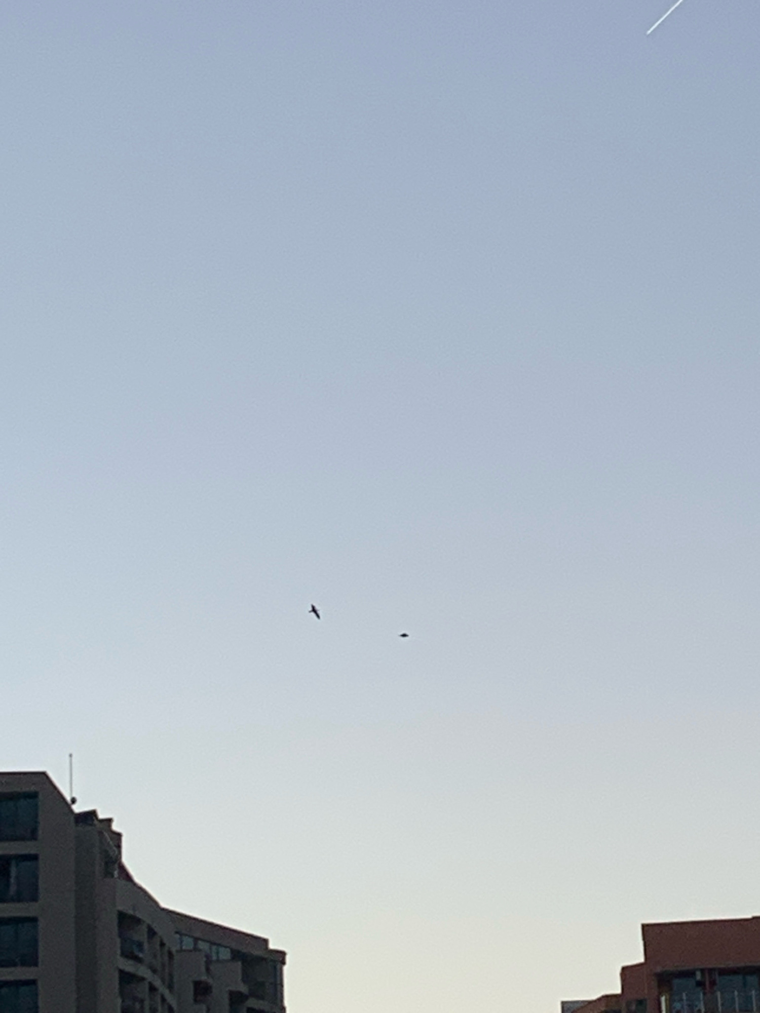 The image captures a view of the sky and the tops of buildings in Nesebar, Bulgaria. In the sky, there is a single bird in flight and what appears to be a small, dark object, possibly a drone or a distant balloon. A faint contrail from an aircraft is visible in the upper right quadrant of the image. The lower portion of the image shows the distinct architectural style of buildings in Nesebar, with curved facades and visible windows. The sky is clear and light blue, suggesting it is daytime.