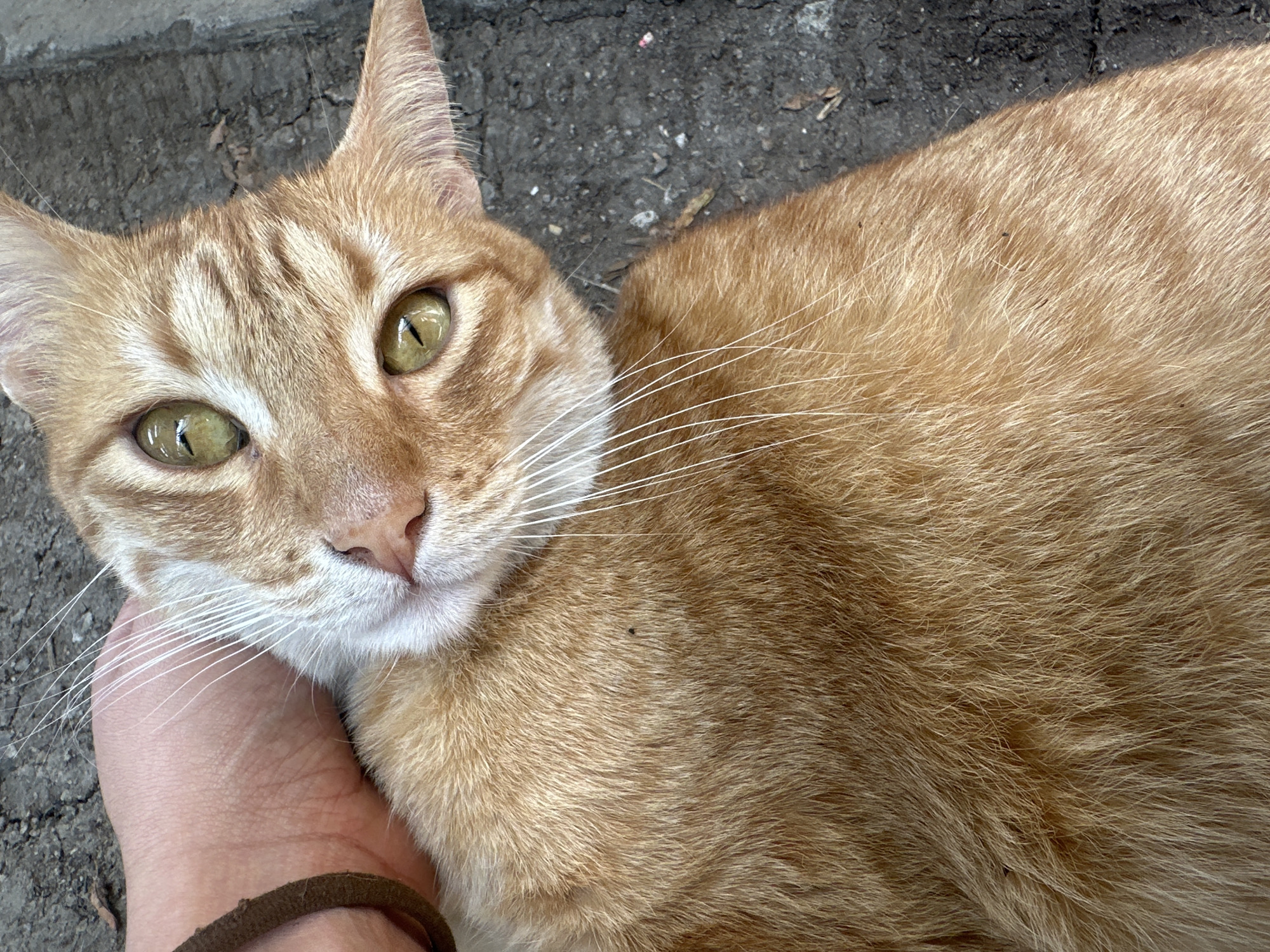 An orange tabby cat is lying on what appears to be a sidewalk or pavement. A hand, with a brown wristband or bracelet visible, is gently stroking the cat's neck or chin. The cat has light green eyes and a pink nose. The background is a gray, rough-textured surface. The location is Puebla, Mexico.