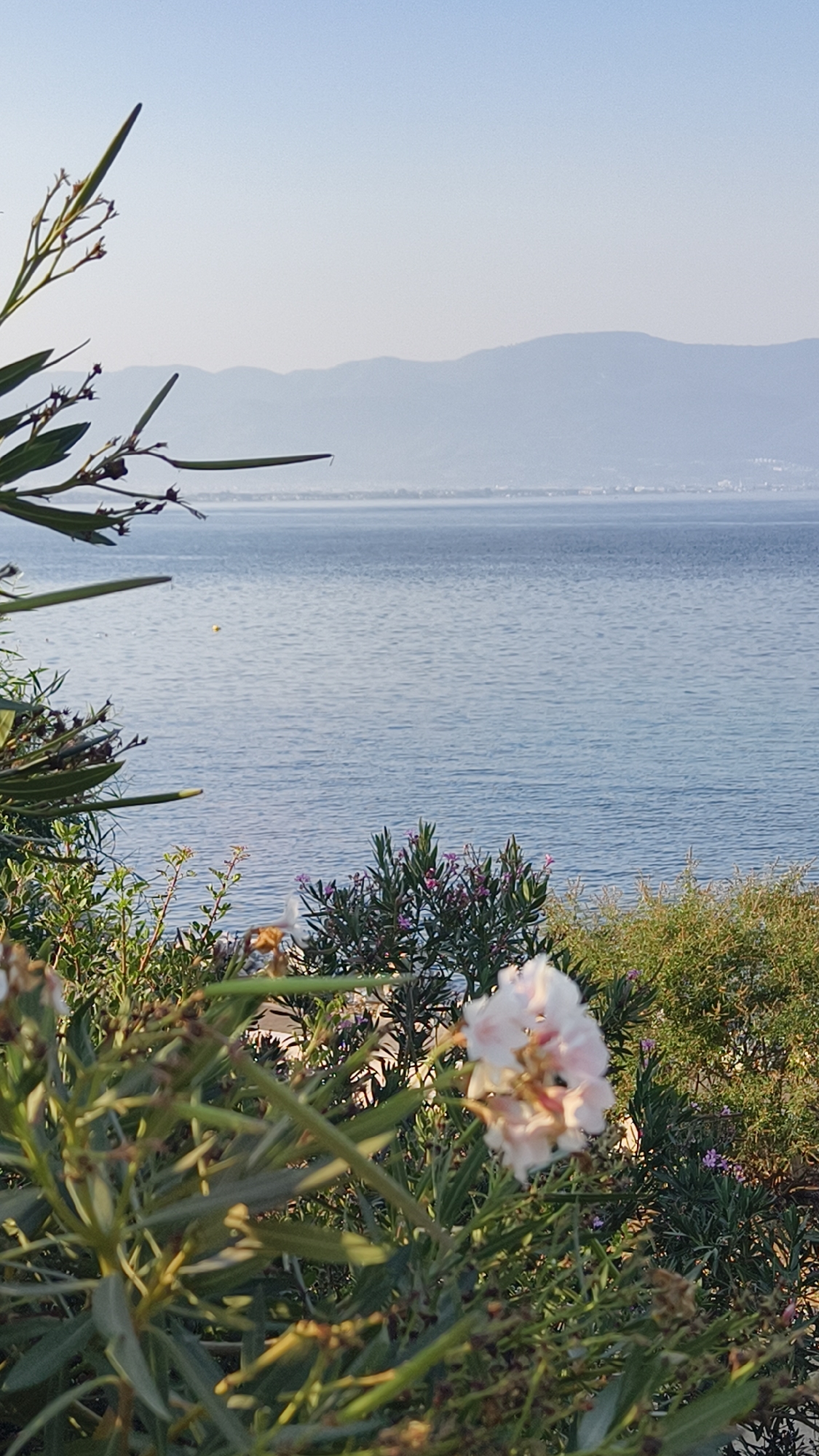 The image is a vertical, close-up shot of a coastal landscape. In the foreground, lush green foliage with some light pink flowers is dominant, framing the view of a calm, blue sea. A light pink flower cluster is prominently featured in the lower right quadrant, slightly out of focus. The sea stretches to the horizon, where distant, hazy mountains meet the pale blue sky. A thin, dark line, possibly a bridge or a landmass, is visible across the water in the mid-ground. The overall impression is one of serene natural beauty. The location is Kuşadası, Turkey, known for its beautiful coastline.