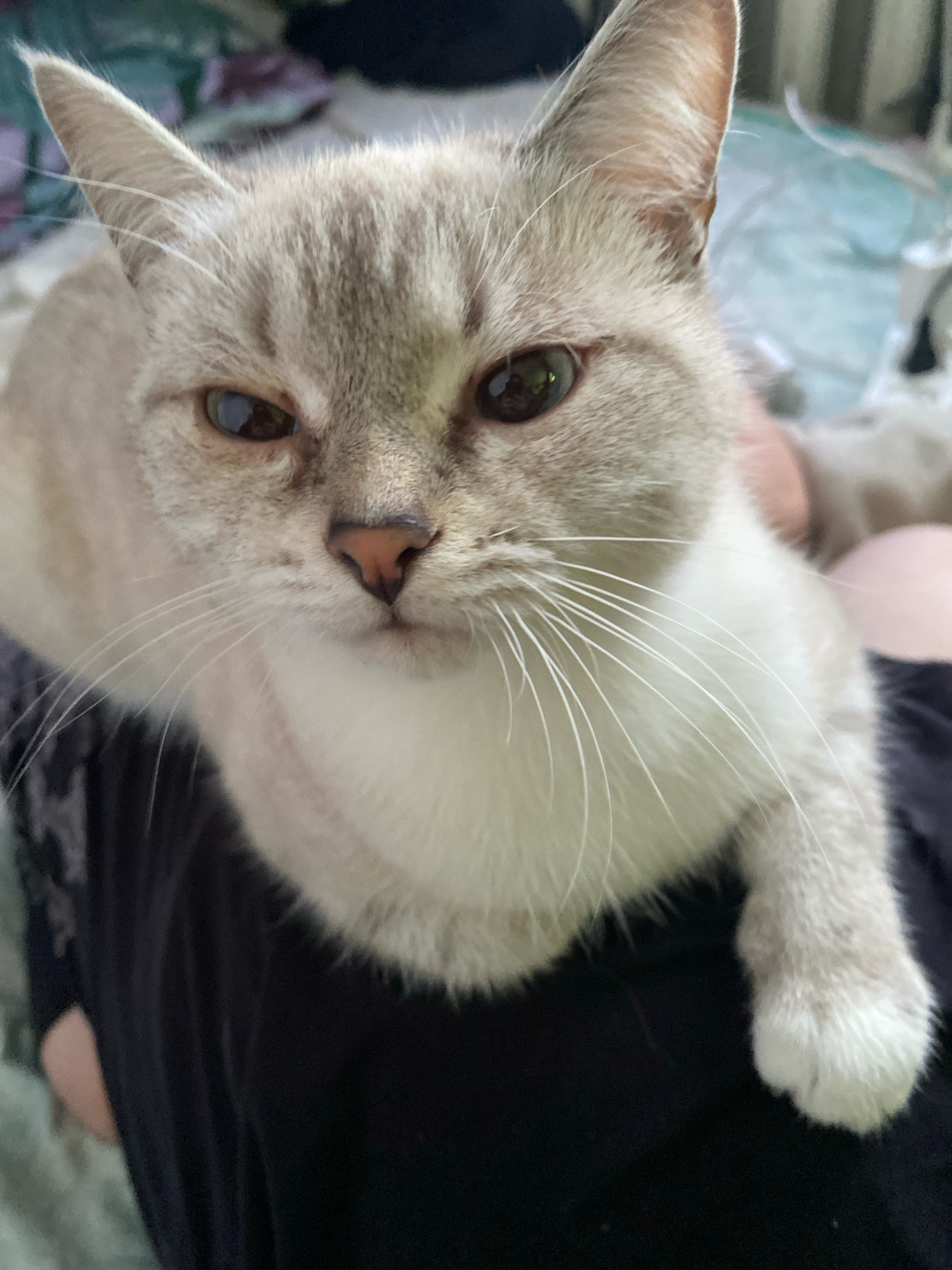 A close-up, eye-level shot shows a light-colored cat with distinctive tabby markings on its face and ears. The cat has green eyes and a pink nose. Its whiskers are long and white. The cat is resting on the lap of an unseen person, whose dark-colored clothing is visible in the foreground. The background is softly blurred, with hints of a patterned fabric in shades of green and white, possibly a bedspread or blanket. No specific location in Overyata, Russia, can be determined from the image.
