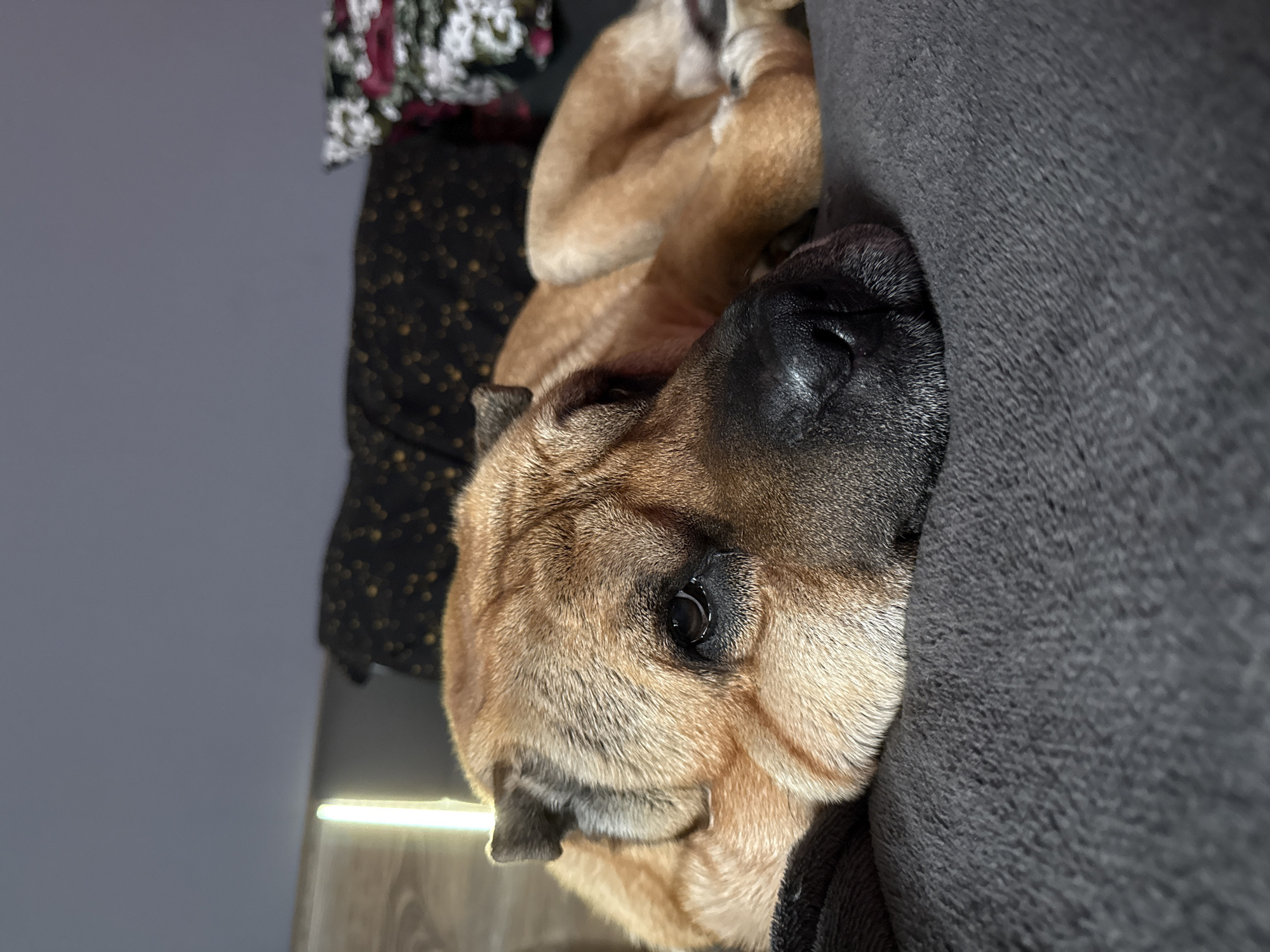 A close-up, slightly rotated view shows a tan Shar-Pei dog resting its head on a dark gray, textured sofa or cushion. The dog's black nose is pressed against the fabric. The dog's coat has wrinkles around its face. Part of a black and floral print fabric is visible in the background, likely draped over a piece of furniture. The setting appears to be indoors with a glimpse of a gray wall. The location in Varna, Bulgaria cannot be determined from this image.