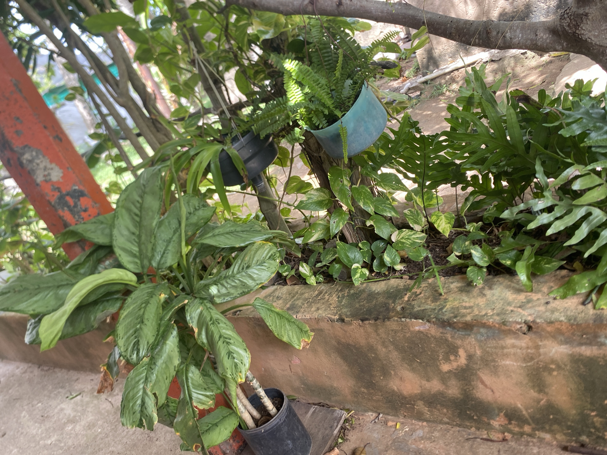 A shallow, angled shot captures a collection of potted plants and vegetation in an outdoor setting. The foreground features a large, leafy green plant in a black pot. Its broad leaves are marked with lighter green splotches, and some edges appear dry and brown. Behind this, a light blue planter hangs from a branch, containing a dense cluster of delicate, feathery green ferns. To the left, another dark planter is visible, also hanging from a branch.
The plants are arranged around and on a weathered, orange-brown concrete structure that forms a raised planter or border. The texture of the concrete is rough and shows signs of age and possibly moss or algae growth in places. Various other green plants, including some with heart-shaped, variegated leaves, are growing in and around the concrete structure, some trailing down.
In the background, a rough, textured wall or rock formation is visible, with dappled sunlight suggesting it's daytime. Several tree branches, some bare and others with leaves, crisscross the upper part of the image. To the far left, a thick, orange-painted post with peeling paint stands vertically. The overall impression is of a lush, somewhat overgrown garden or natural area. There is no visible text in the image.