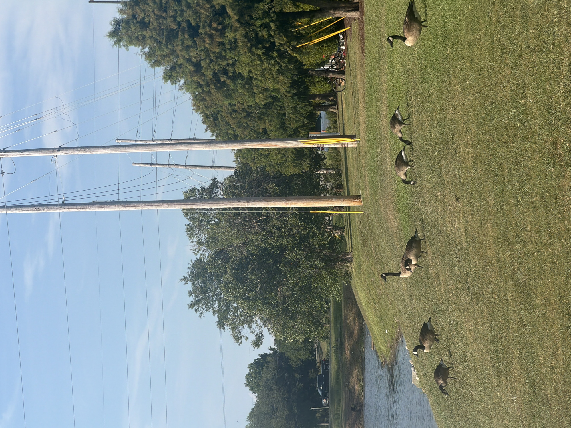 In Myrtle Beach, United States of America, a group of seven Canada geese are seen grazing on a grassy slope next to a body of water. The geese are scattered across the lawn, with some foraging for food and others standing alert. The environment is a park-like setting with trees in the background and utility poles with electrical wires overhead. A black truck is visible in the distance on a road. The sun is shining, casting shadows on the ground.