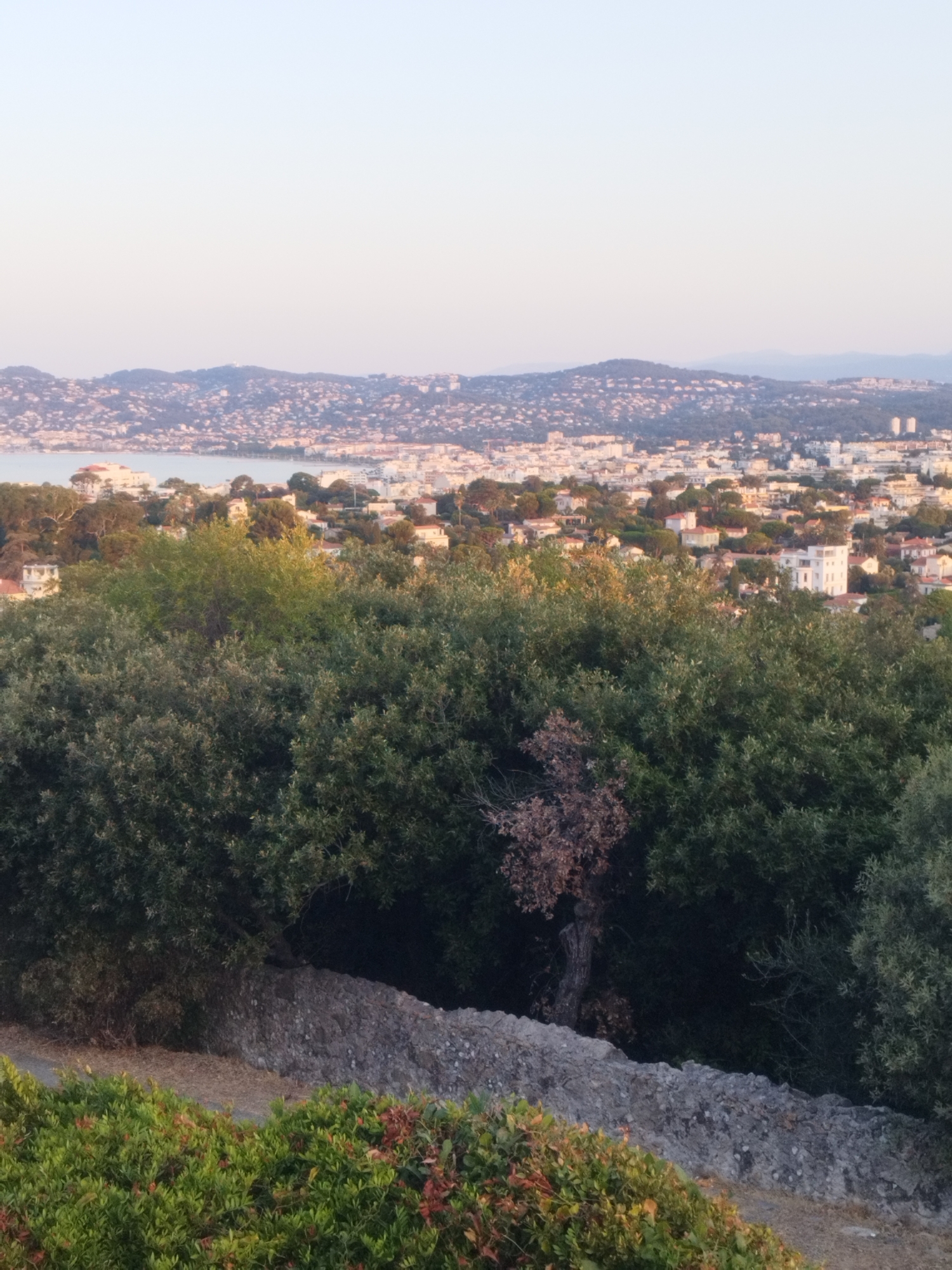 The image depicts an aerial view of a coastal city, likely Antibes, France, at sunset. The foreground is dominated by lush green foliage, with a rocky wall running horizontally across the middle ground. Beyond the foliage and wall, a sprawling cityscape unfolds, characterized by numerous white and terracotta-roofed buildings. A body of water, possibly the Mediterranean Sea, is visible in the distance, reflecting the soft, warm hues of the setting sun. The sky above is a clear, pale gradient of blue and pink, indicating the end of the day. No people or vehicles are discernible in the image.
