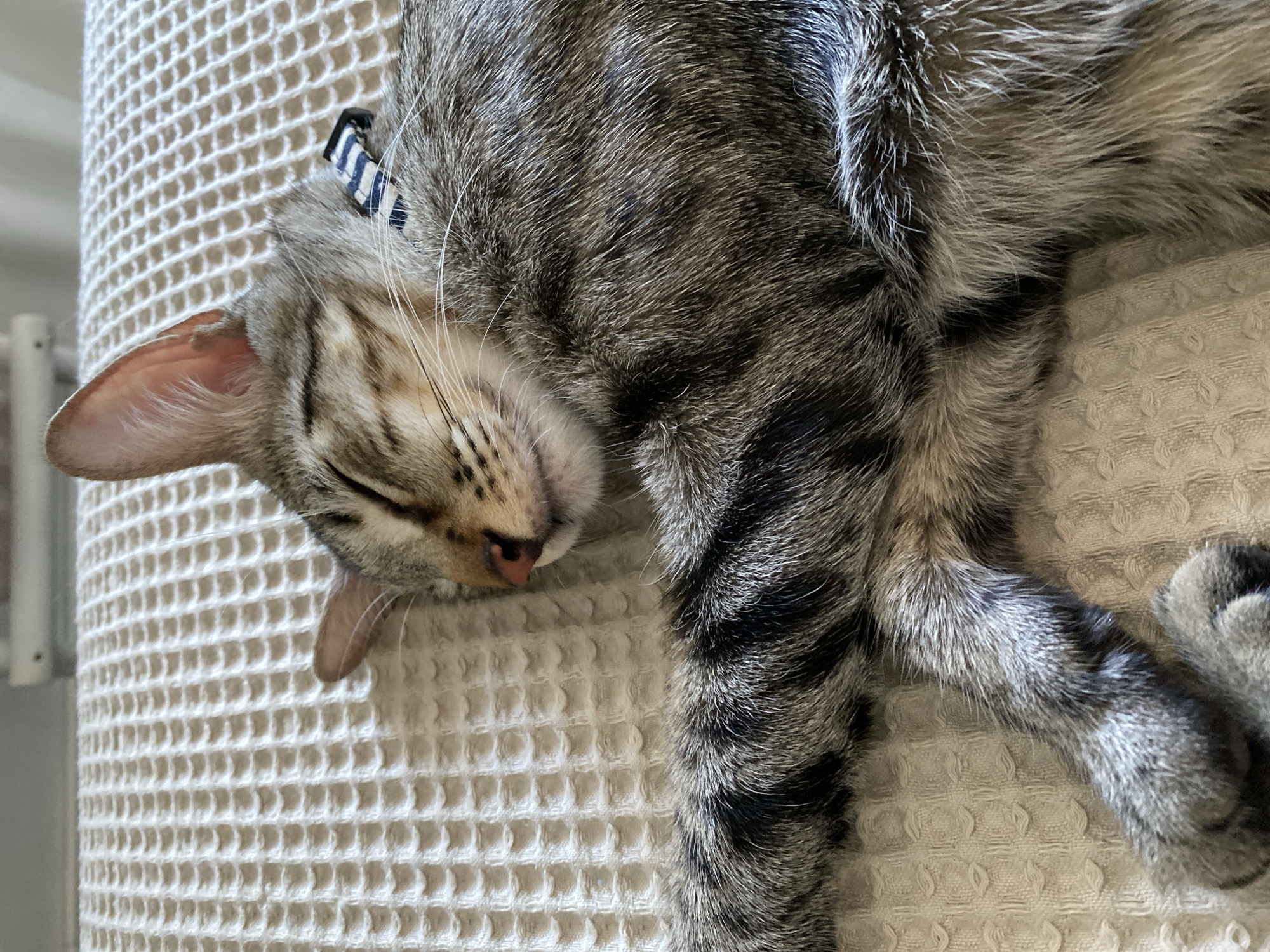 A close-up, high-angle shot shows a tabby cat sleeping on a textured, light-colored surface, possibly a bed or couch. The cat is curled on its side, with its head resting downwards and its eyes closed. Its fur exhibits the classic tabby pattern of gray, black, and white stripes. A blue and white striped collar is visible around its neck. The cat's pink nose and delicate whiskers are noticeable. The textured surface has a woven pattern that creates a grid of small squares and diamond shapes. The lighting suggests it is daytime. The overall mood is peaceful and tranquil, emphasizing the cat's deep sleep. No text is visible in the image.