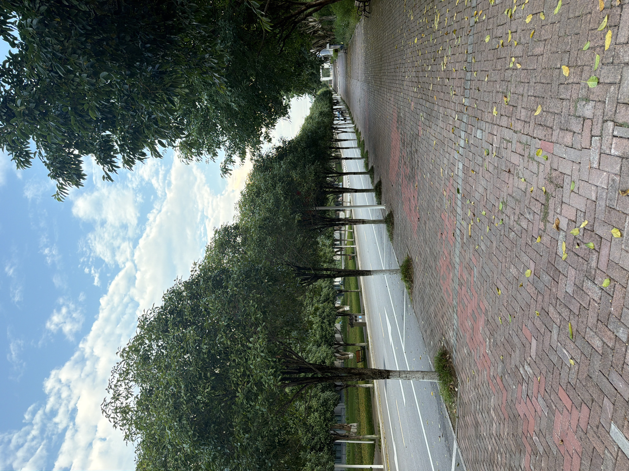 This image depicts a tree-lined street in Jiangjin, China, with a pedestrian walkway. On the left, a paved road with white lane markings is visible. A row of trees with dark green foliage and white-painted lower trunks runs along the road. Beyond the trees, a grassy area and buildings can be seen. The right side of the image features a brick-paved pedestrian walkway, with scattered yellow and green fallen leaves. More trees with dense foliage line the walkway. In the distance, the walkway appears to curve to the right, and benches and a trash bin are visible along the path. The sky above is blue with scattered white clouds.