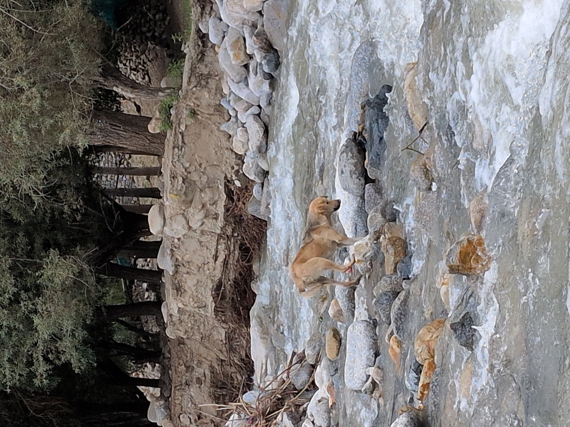 An Indian pariah dog is standing in a shallow, rocky stream. The dog is tan with dark markings and appears to be looking down into the water. The stream bed is covered with various sizes of smooth, grey and tan rocks, some of which are partially submerged by the flowing water. In the background, a rough, eroded embankment rises, topped with trees with dense green foliage. The ground beyond the embankment is rocky and appears to be a hillside with some stone structures. The overall environment suggests a natural, somewhat rugged setting, likely in the outskirts of Leh, India, given the characteristic landscape.