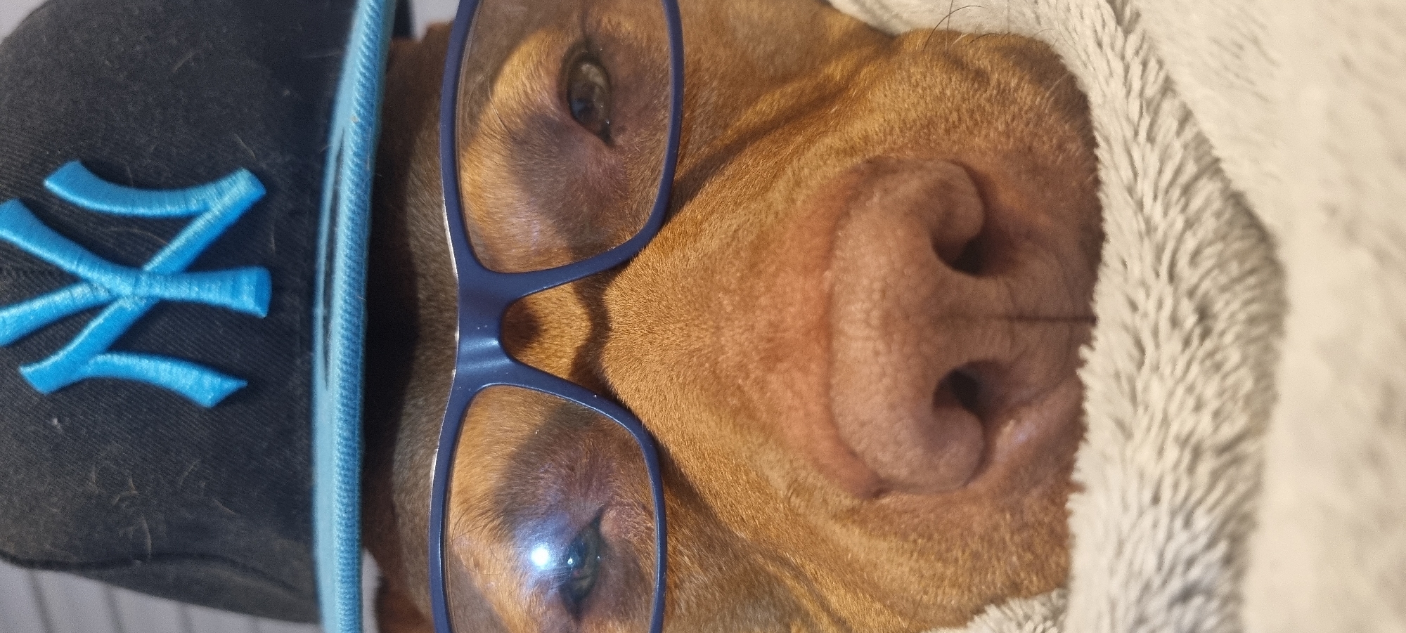 The image shows a close-up of a dog's face, wearing blue-framed glasses and a black baseball cap with a turquoise "NY" logo. The dog appears to be partially under a soft, white blanket. The location is unspecified.