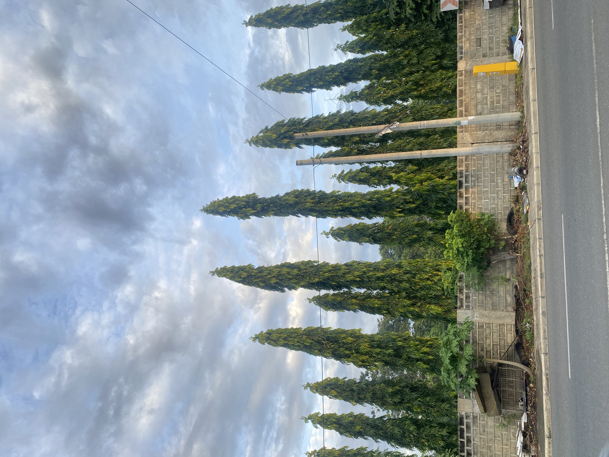 The image depicts a roadside scene in Davao City, Philippines, characterized by a row of tall, slender trees with dense green foliage lining a concrete wall. The wall, constructed from textured concrete blocks, stretches horizontally across the frame, with several utility poles positioned in front of the trees. The foreground features a paved road with a white line marking its edge. The area between the road and the wall is a dirty sidewalk cluttered with debris, including plastic bags, trash, and discarded items. A yellow utility box stands near the right side of the frame. The sky above is partially cloudy, with patches of blue visible through the gray and white clouds. The overall impression is one of an urban environment with elements of nature and evidence of neglect in the roadside area.
