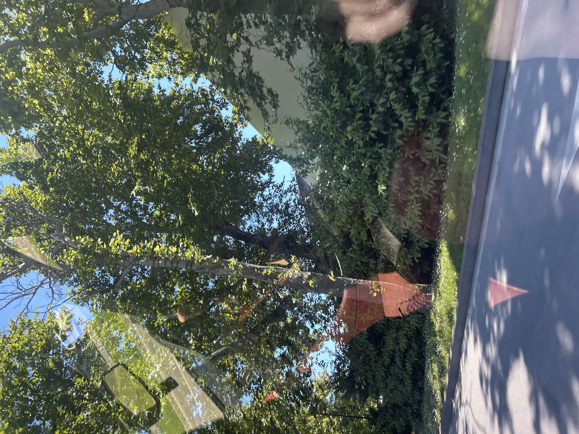 The image depicts a view through a window of a street scene with lush green trees and bushes under a bright blue sky. A building with a light-colored facade is partially visible behind the foliage. In the foreground, a paved road is seen with shadows of tree branches cast upon it. There are some white flowers scattered along the grassy verge next to the road. Reflections on the window create distortions and overlays on the scene, including abstract shapes of reddish-brown color and a light-colored rectangular object. There are no people visible in the image. The scene appears to be a residential or park area with ample greenery. The location is identified as Varna, Bulgaria.