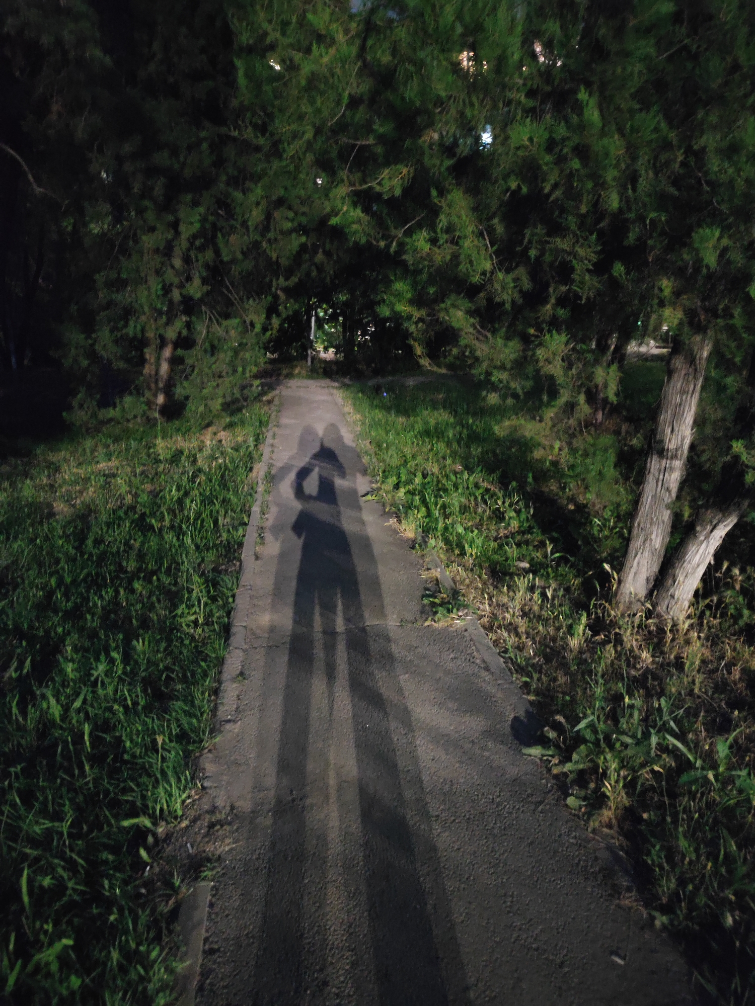The image depicts a paved pathway in a park or wooded area, flanked by dense green grass and trees. The lighting suggests it is nighttime, with artificial light casting long shadows on the path. Two distinct shadows of people are visible on the pathway, indicating their presence. One shadow is larger and appears to be of a person holding a camera or phone, casting their own shadow. Behind this, another, slightly smaller shadow is cast. The trees are coniferous and provide substantial cover, obscuring the background. The scene has a quiet, natural ambiance. There is no specific indication of the city of Almaty, Kazakhstan, within the image itself.