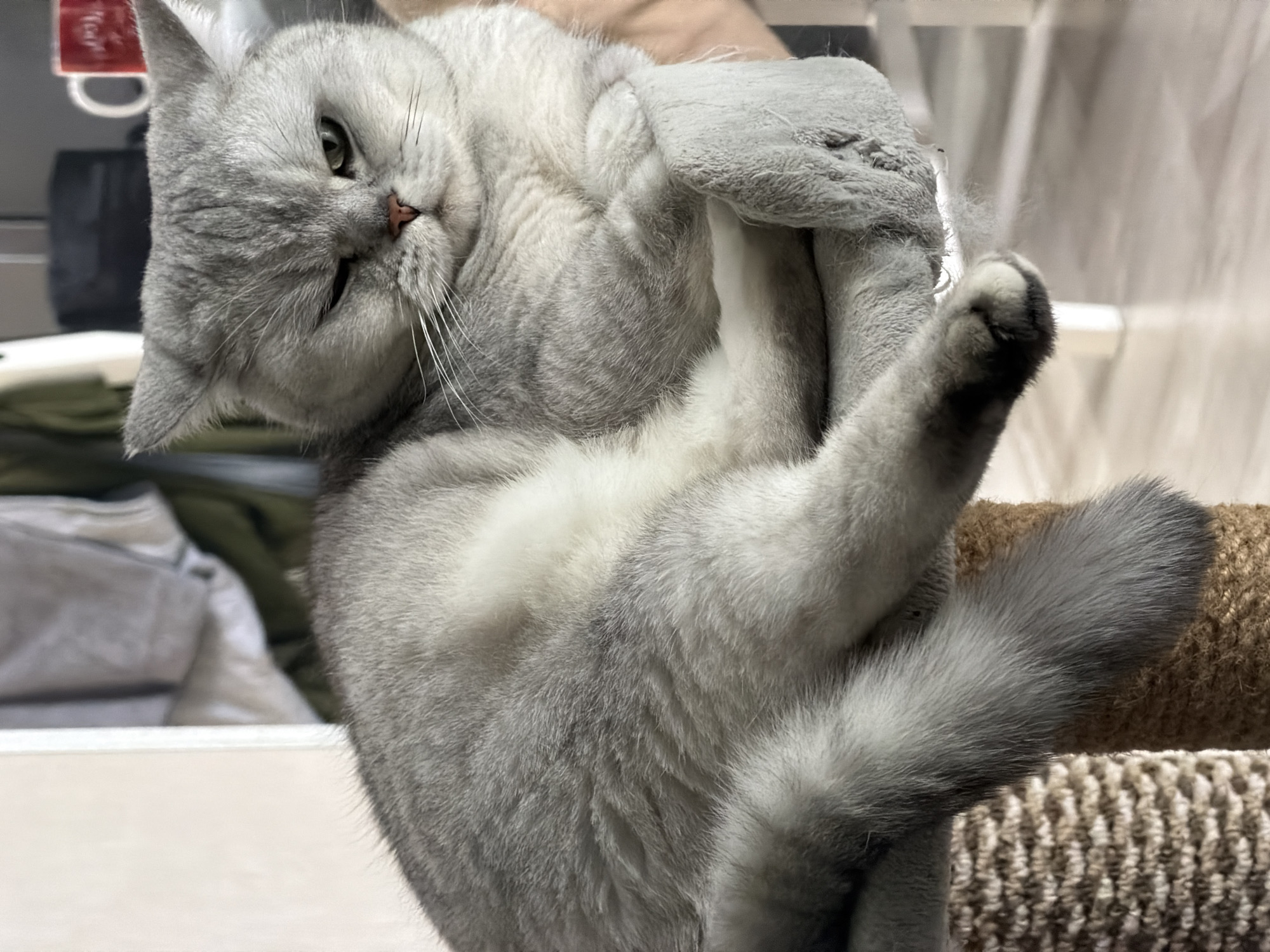 A gray and white cat is positioned upside down, with its legs extended upward. The cat's body is oriented diagonally in the frame, with its head at the upper left and its tail at the lower right. The background includes a cat tree with a rough, textured surface. Other objects, including what appears to be furniture, are visible in the blurred background. There is no evidence to identify this scene as being in Izhevsk, Russia.