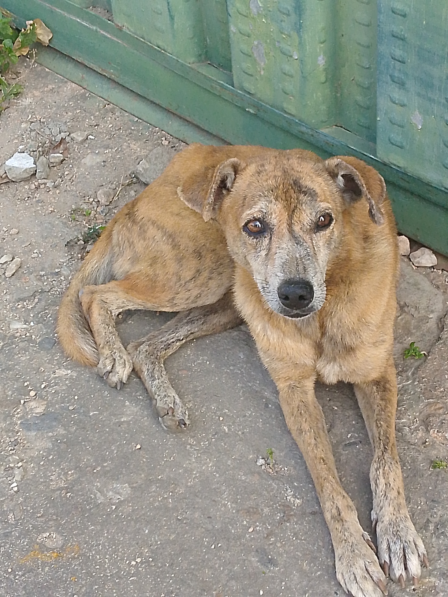 A medium-sized, brindle-patterned dog is lying on a concrete surface. It has short, tan fur with darker brindle markings. The dog is facing forward, with its front paws extended and its hind legs slightly bent. The dog appears to be somewhat elderly, with a graying muzzle. The background consists of a green metal wall or fence. The scene appears to be in an outdoor setting. The precise location in Juan Griego, Venezuela, cannot be determined from the image.