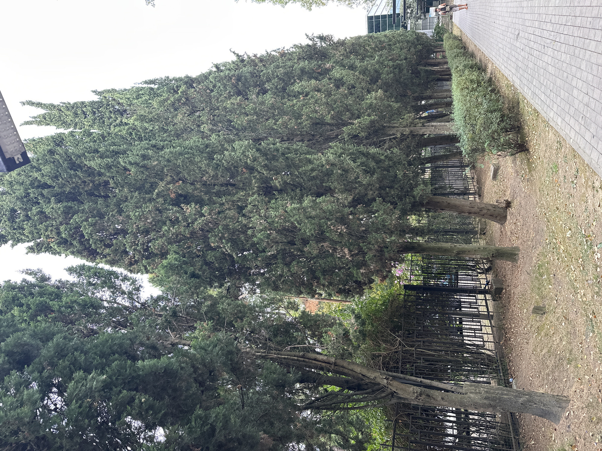 A row of tall, conical cypress trees are planted along a fenced area in Sochi, Russia. A paved walkway runs alongside the trees, with a single person walking away from the camera on the right. The ground beside the walkway is covered in dry leaves and grass. In the background, a modern glass building is visible. The sky is overcast.