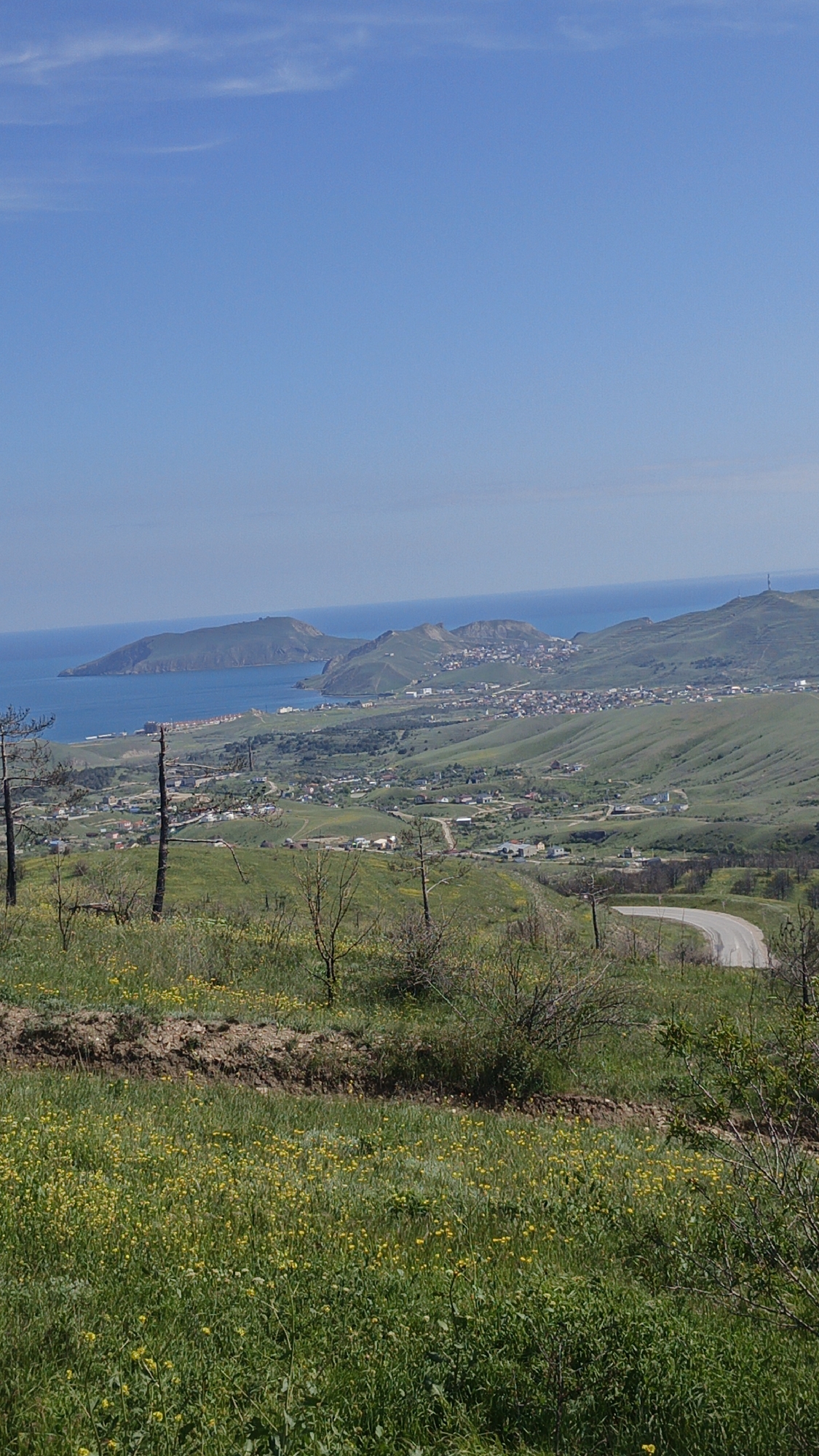 The image captures a broad landscape view in the vicinity of Feodosia, Ukraine. The foreground features a grassy hillside covered with patches of yellow wildflowers. Scattered shrubs and a few bare, slender trees dot the slope. In the middle ground, a winding road cuts through the undulating green hills. Beyond the hills, a coastline is visible, with several headlands and a body of water that appears to be the Black Sea. A town or village is nestled on the slopes between the hills and the sea, characterized by clusters of buildings. The sky above is a clear blue with very faint clouds.