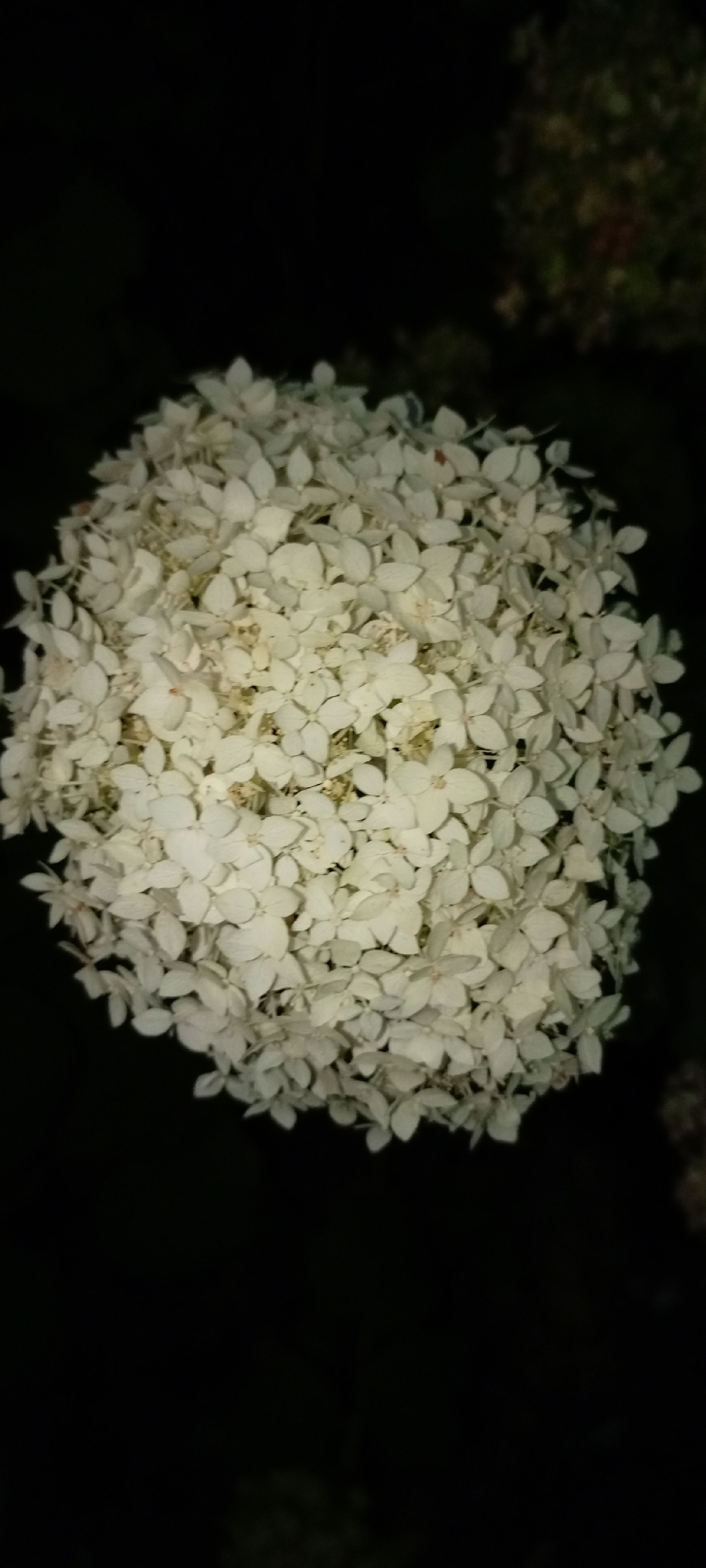 A close-up, slightly out-of-focus, vertical shot depicts a large, spherical cluster of small, white flowers against a dark background. The flowers are densely packed, forming a rounded shape with many delicate petals. The lighting is dim, with the primary subject illuminated while the surroundings fade into shadow. In the upper right portion of the image, a blurred, out-of-focus element of foliage with hints of red and brown is visible, suggesting it is further in the background. The scene appears to be outdoors at night. There is no discernible location in the city of Kirsanov, Russia.